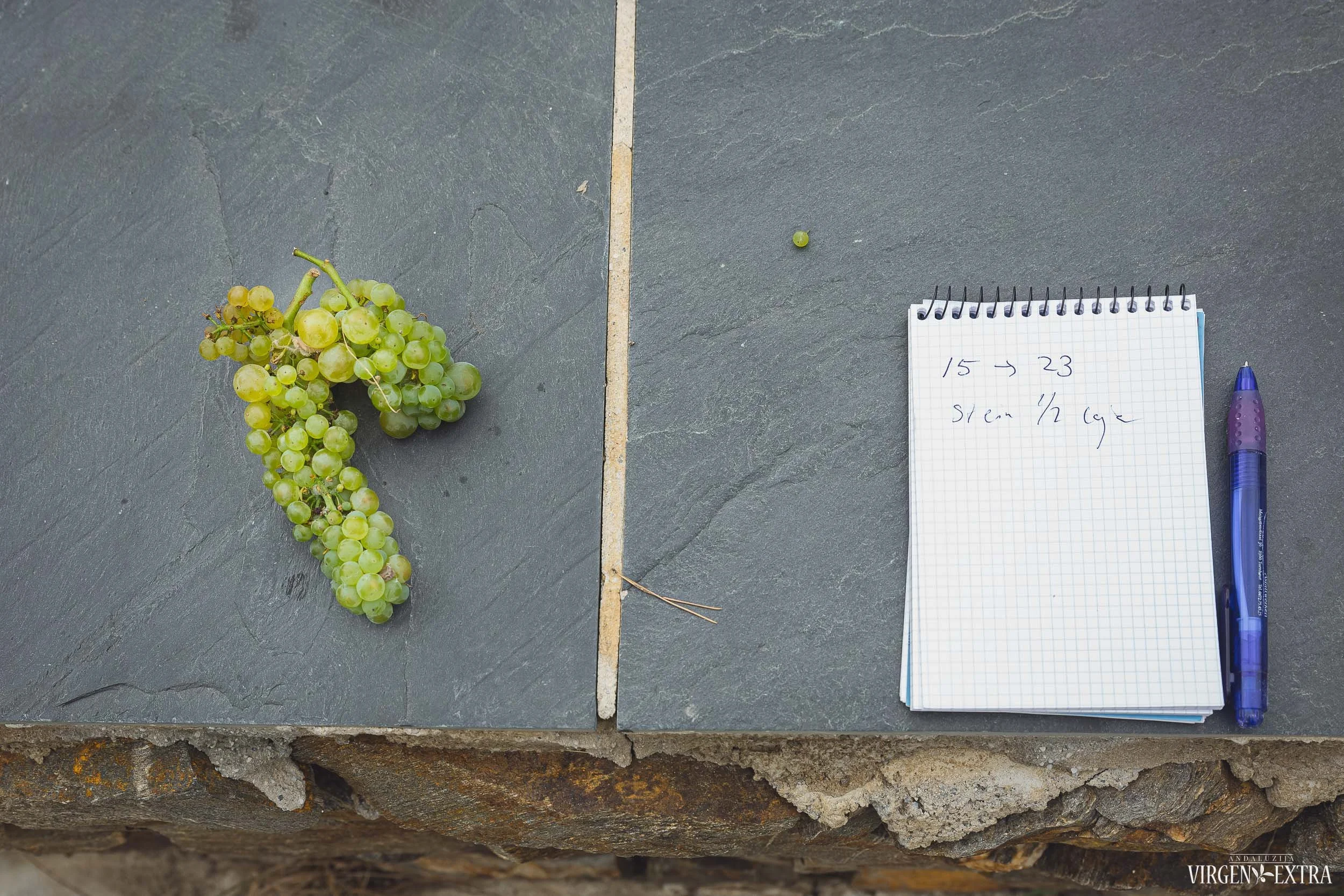 Vynuogių derlius&nbsp;|&nbsp;Andalūzija. Virgen Extra