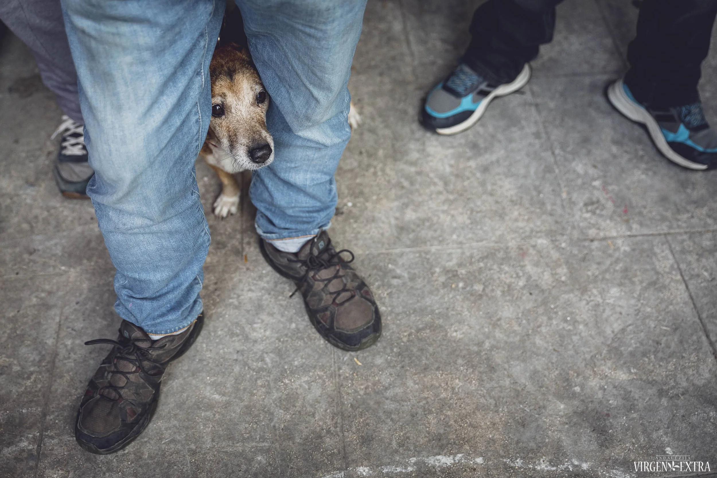 Maisto šventė |&nbsp;Andalūzija. Virgen Extra