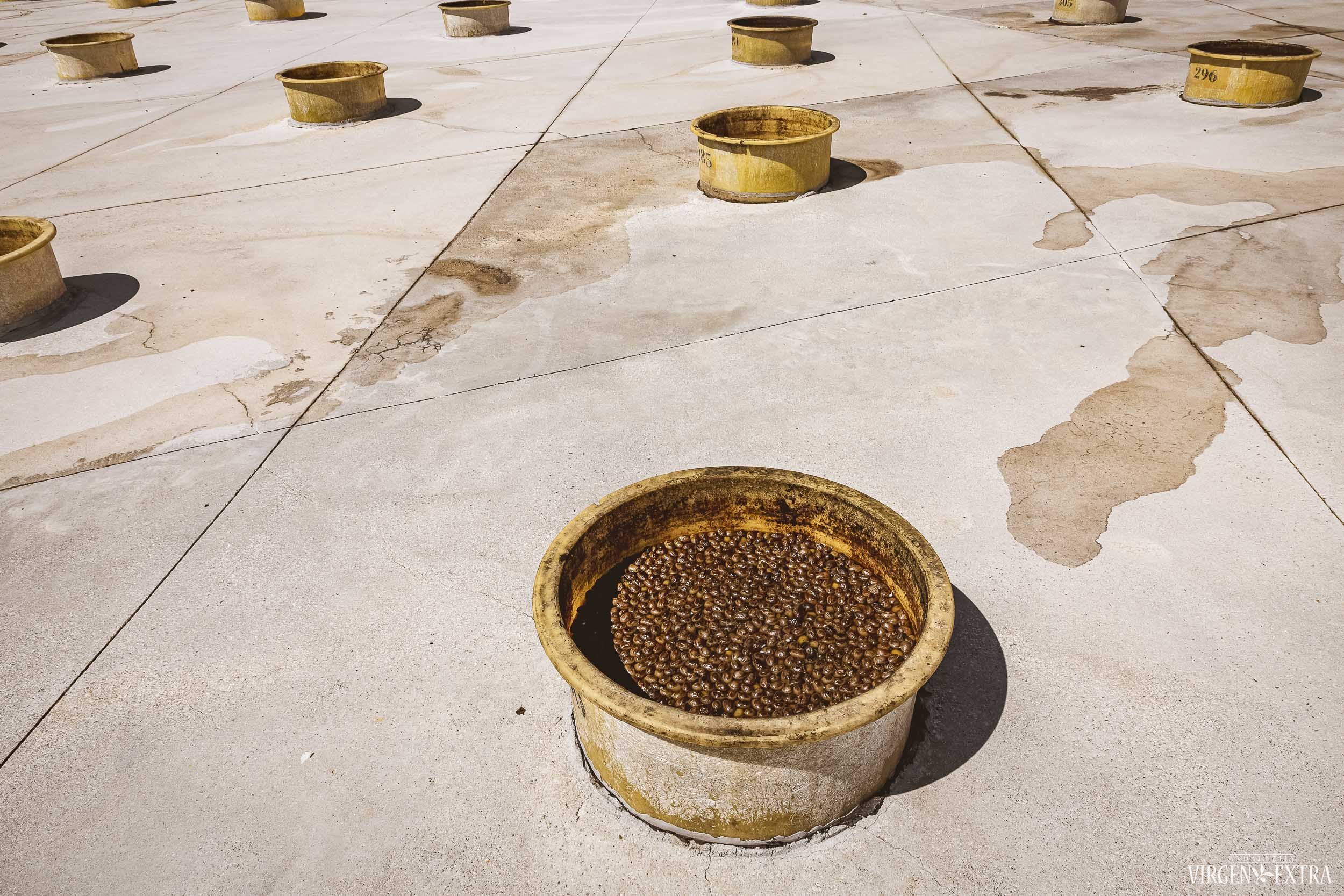 Alyvuogių raugimas&nbsp;|&nbsp;Andalūzija. Virgen Extra