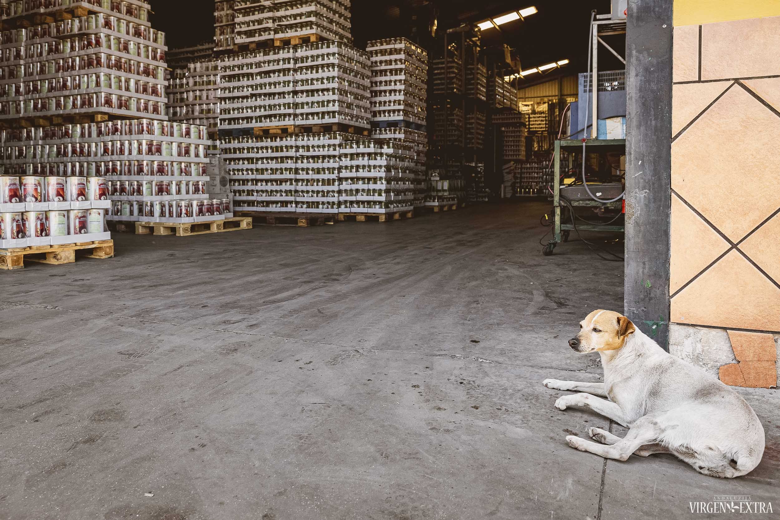 Alyvuogių fabrikas Andalūzijoje&nbsp;|&nbsp;Andalūzija. Virgen Extra