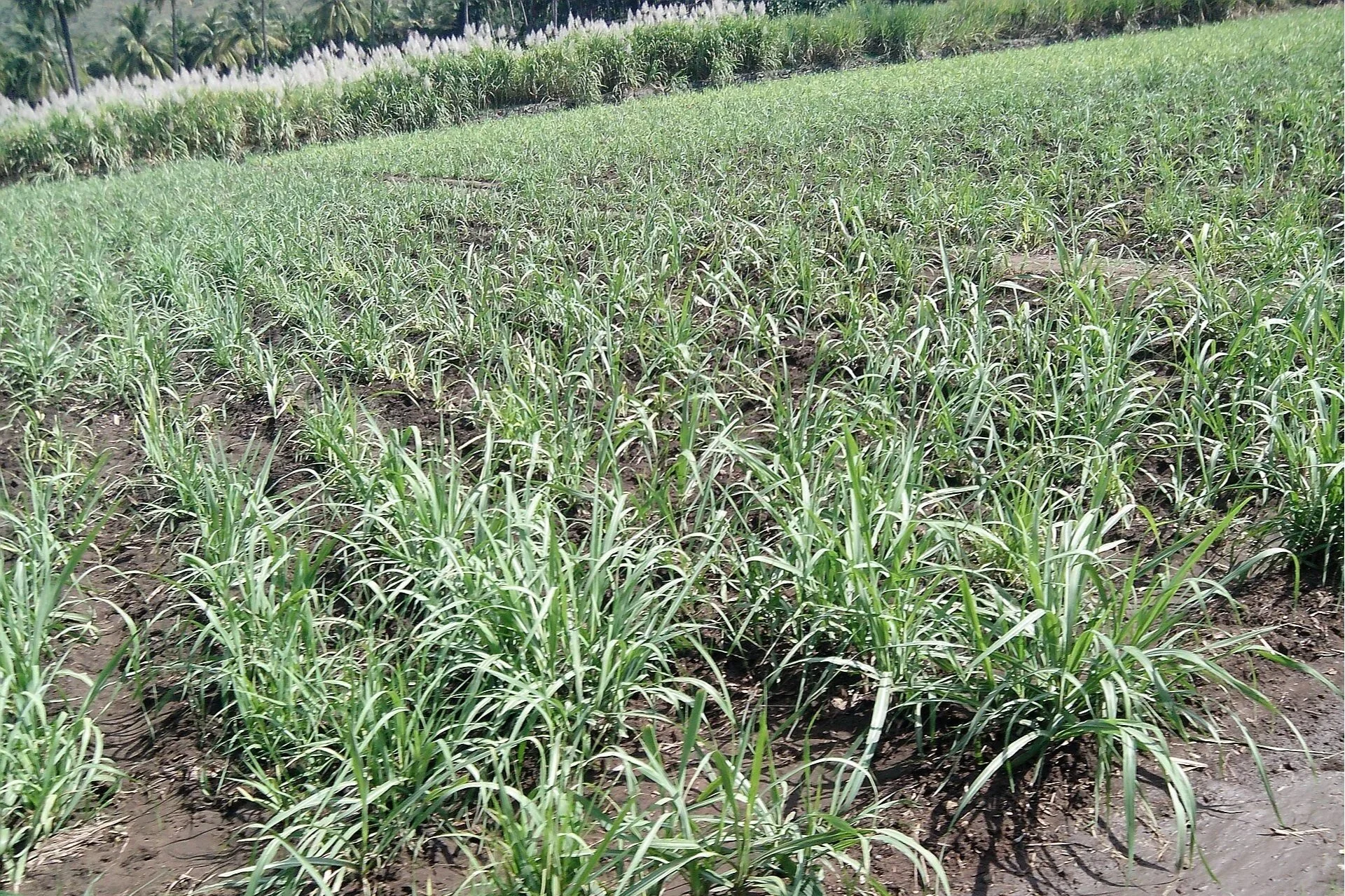 Cukranendrės&nbsp;| © commons