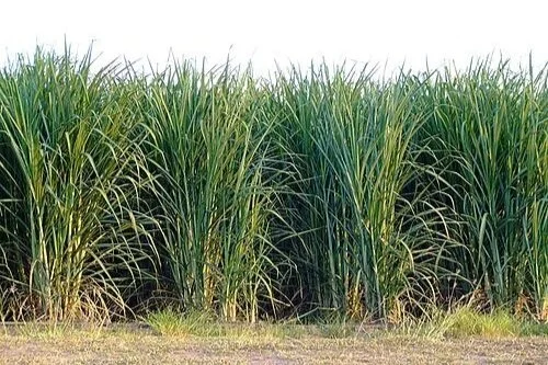 Cukranendrės&nbsp;| © commons