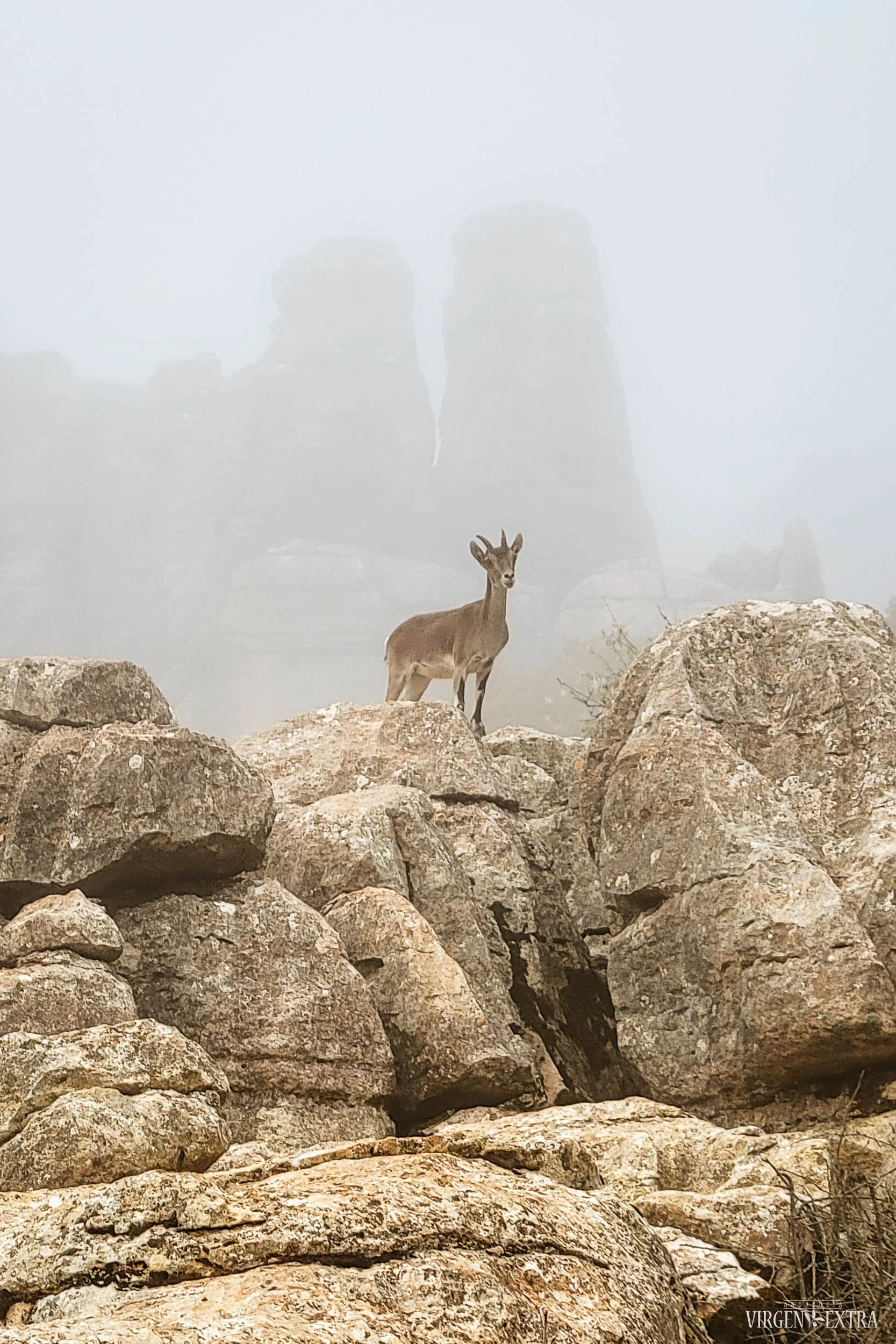 El TORCAL PARKAS