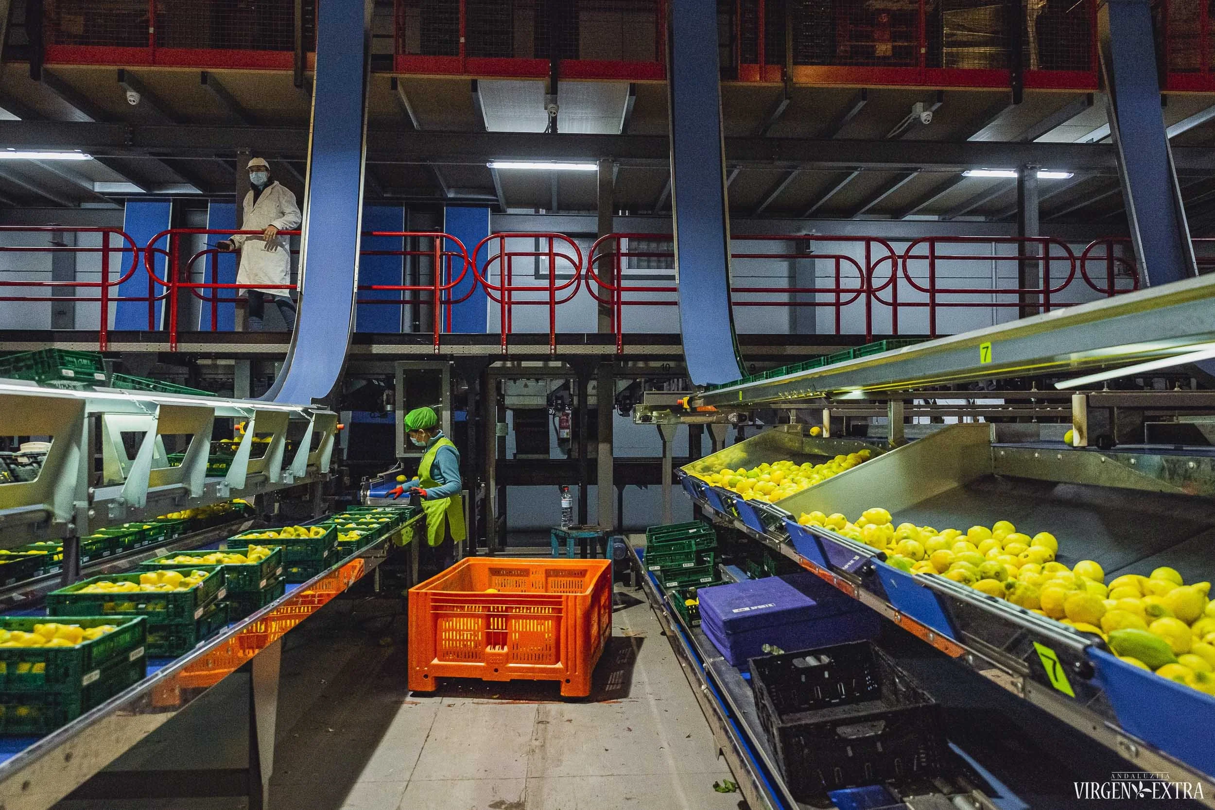 Fasavimo fabrikas | ©Andalūzija. Virgen Extra