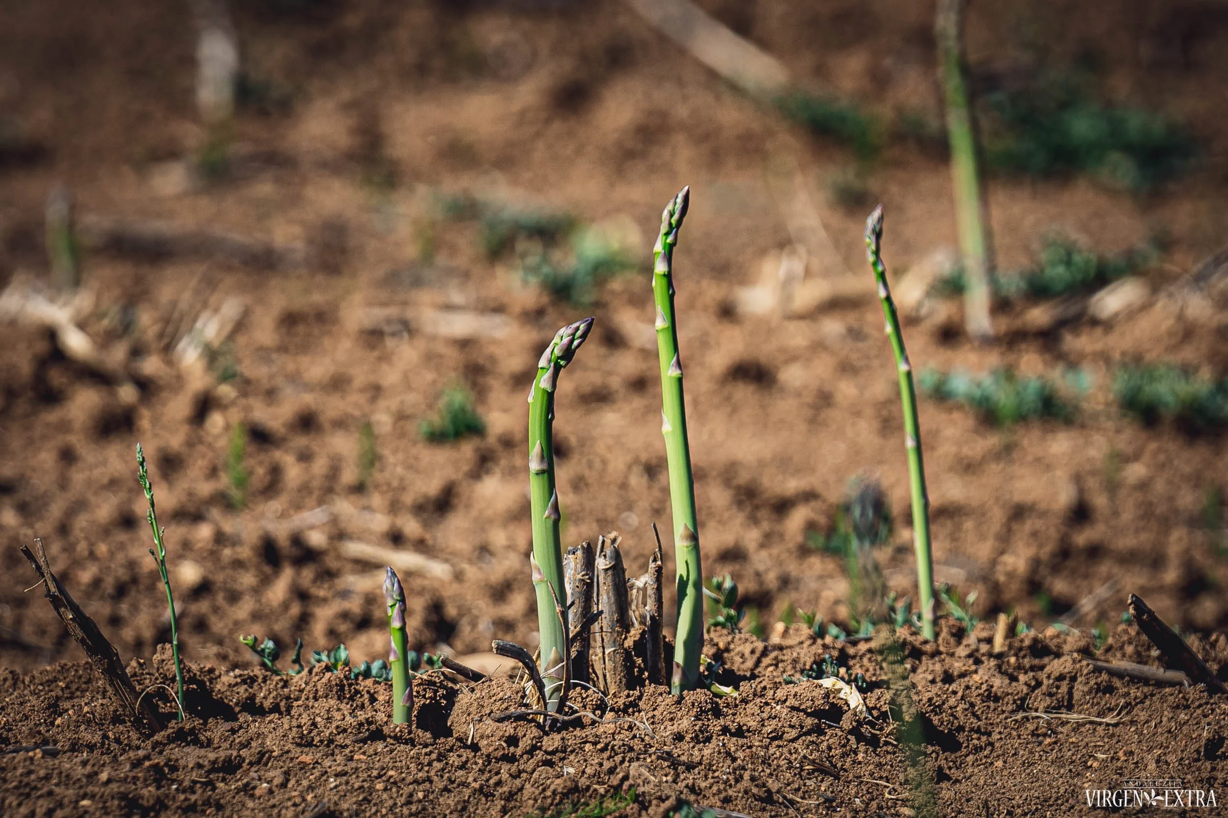 Šparagų derlius | Andalūzija. Virgen Extra