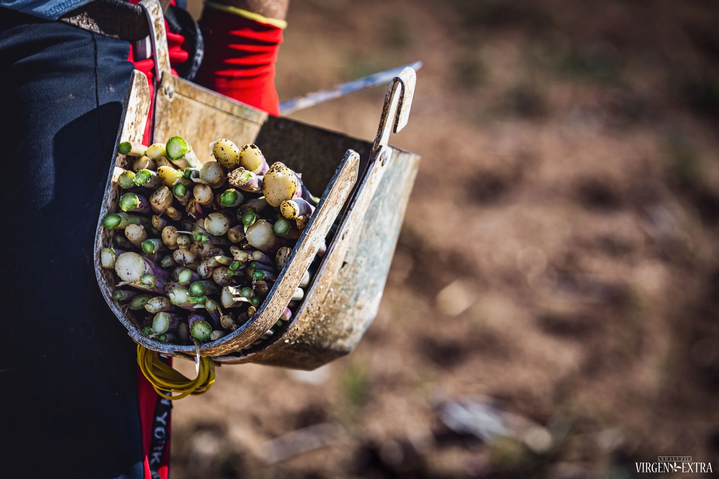 Šparagų dėklas | Andalūzija. Virgen Extra