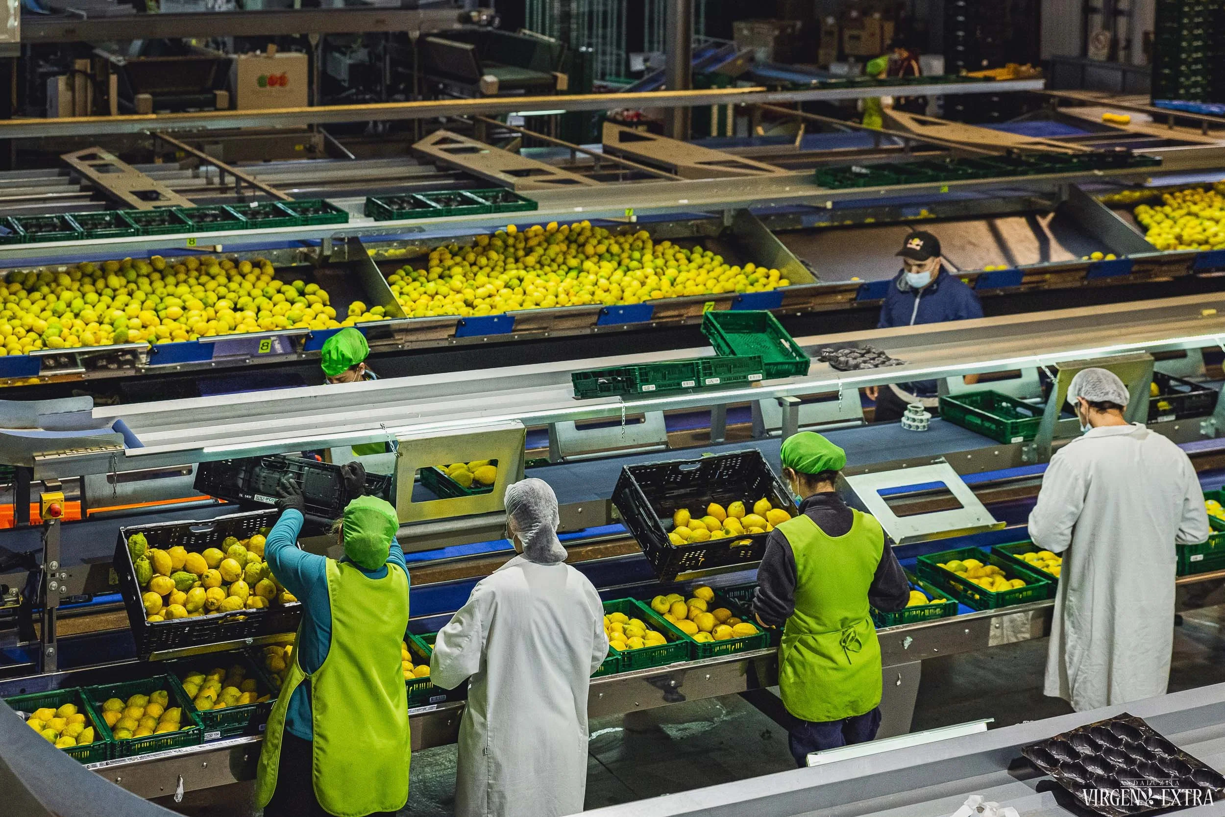 Ekologinių vaisių fasavimo fabrikas | ©Andalūzija. Virgen Extra