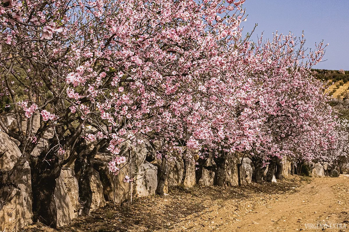 Andalūzijoje žydi migdolai