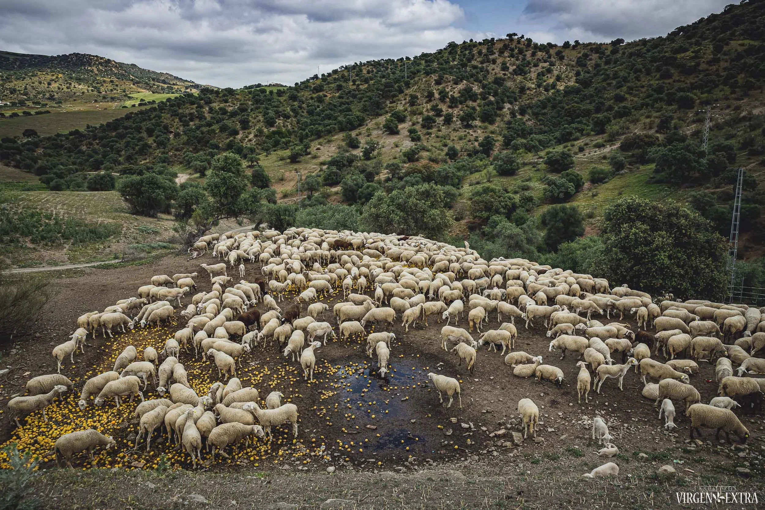 Avių fiesta | Andalūzija. Virgen Extra