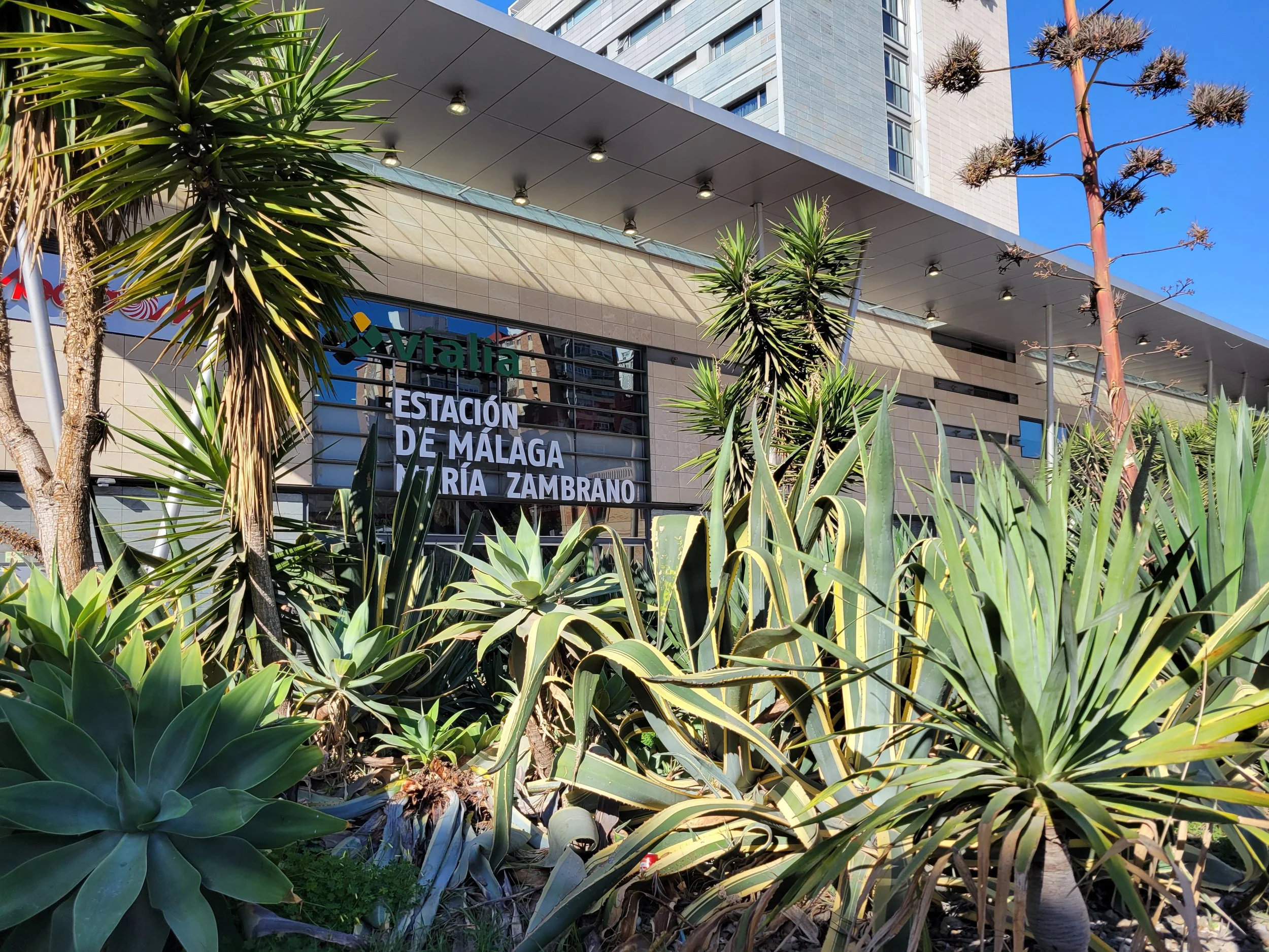 Agava | Andalūzija. Virgen Extra