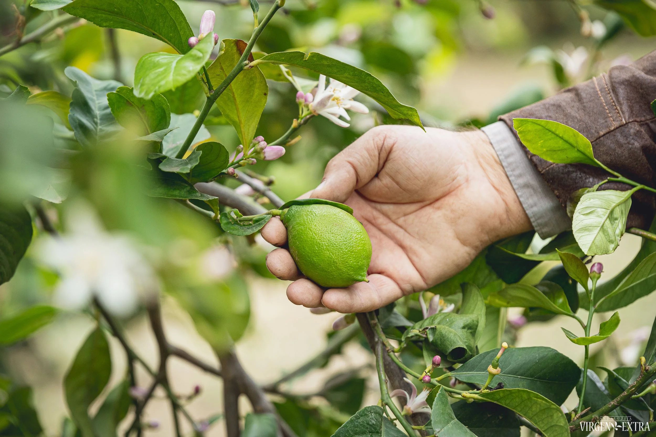 Citrinų derlius Malagos provincijoje | Andalūzija. Virgen Extra