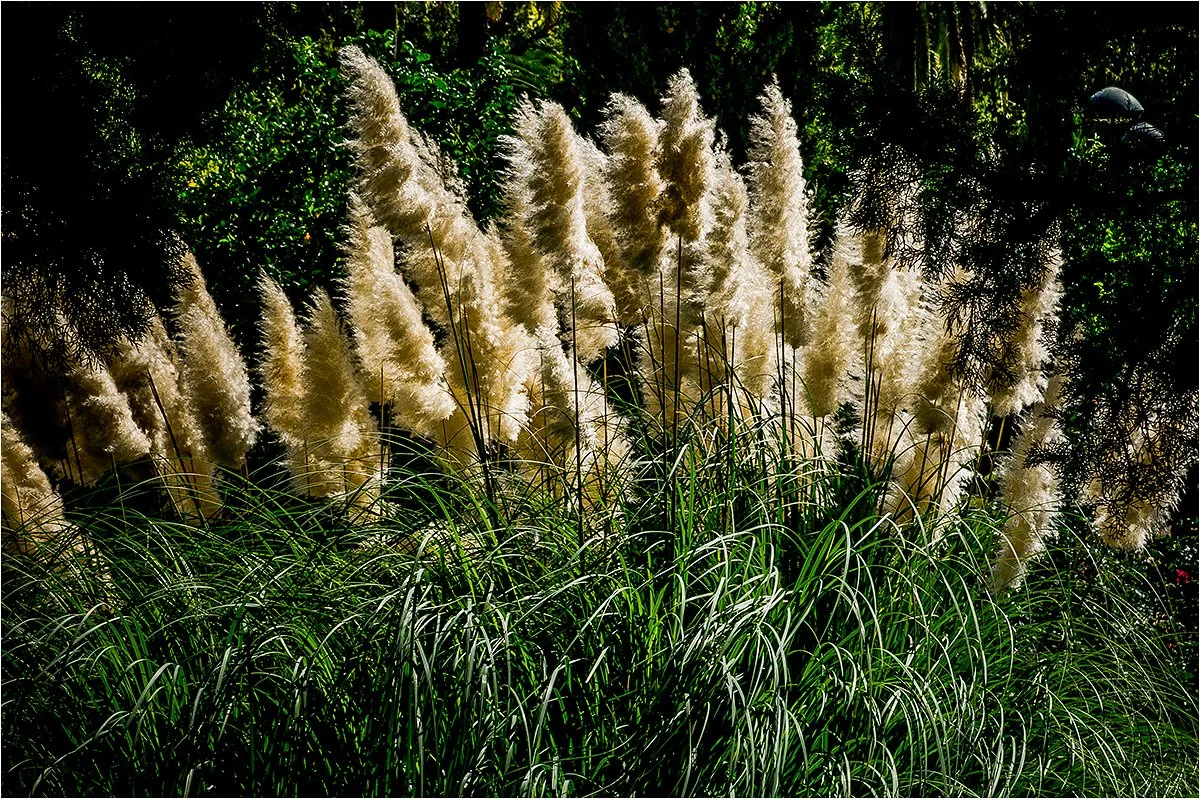 Nendrė | Andalūzija. Virgen Extra