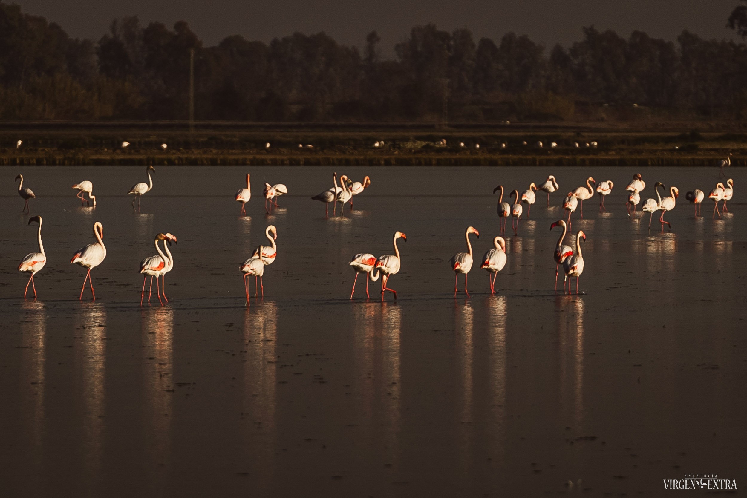 Doñana gamtos parkas | Andalūzija. Virgen Extra