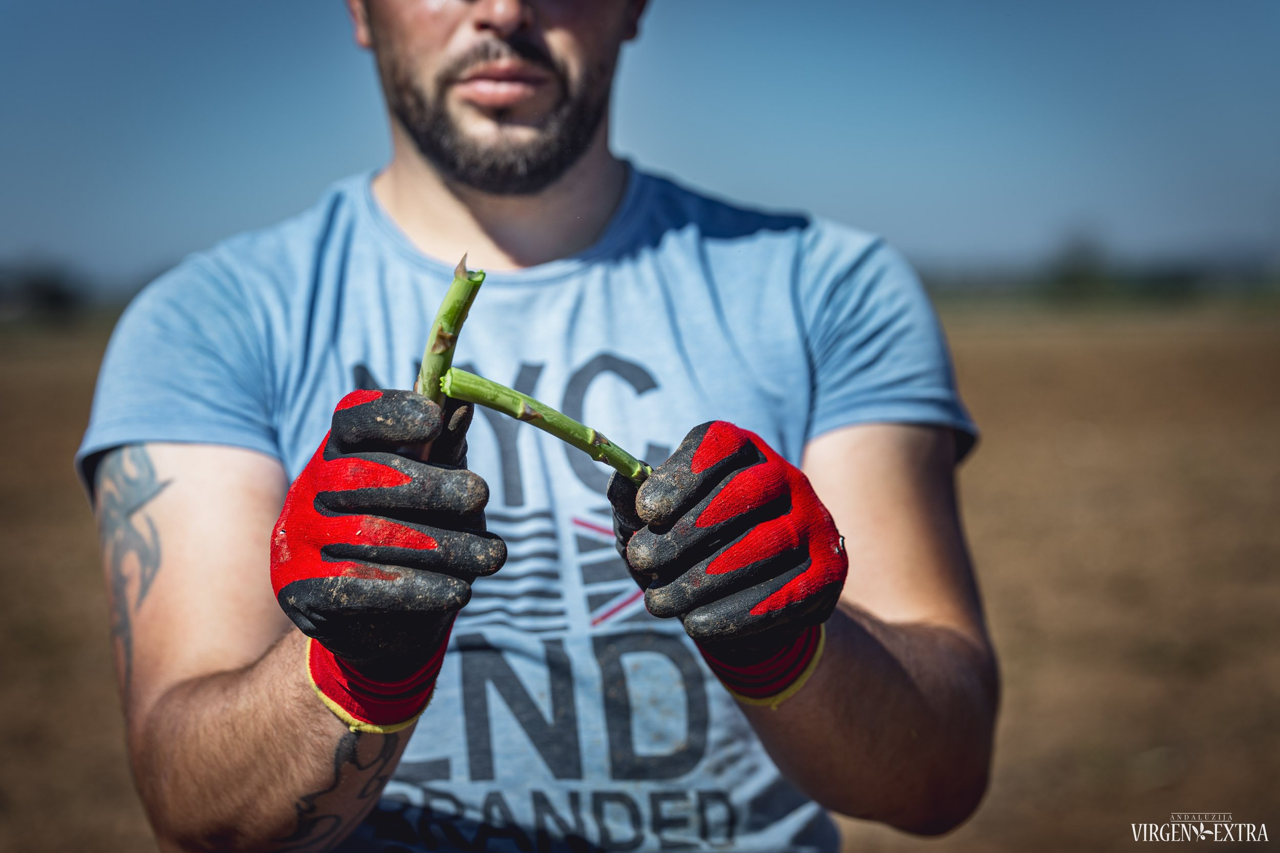 Jo Didenybė Šparagas