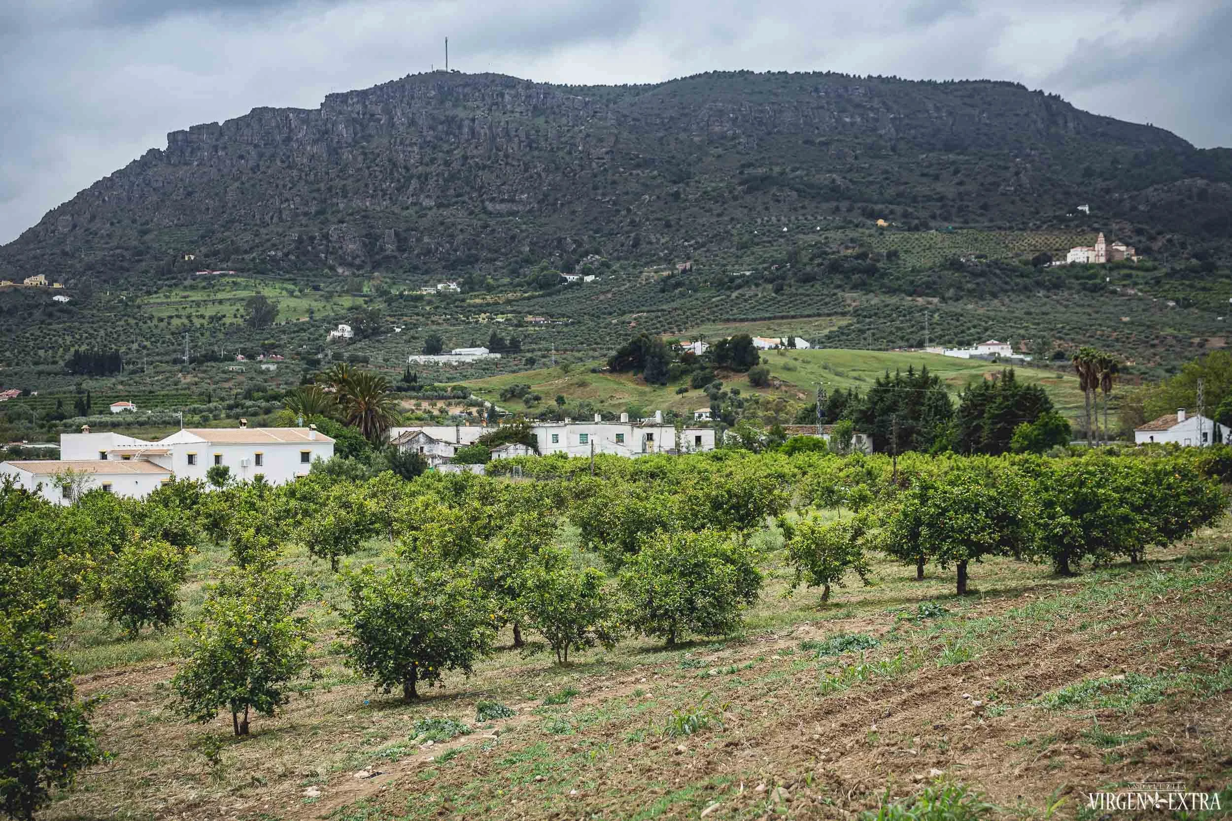 Malagos provincijos Saulės Slėnis | ©Andalūzija. Virgen Extra
