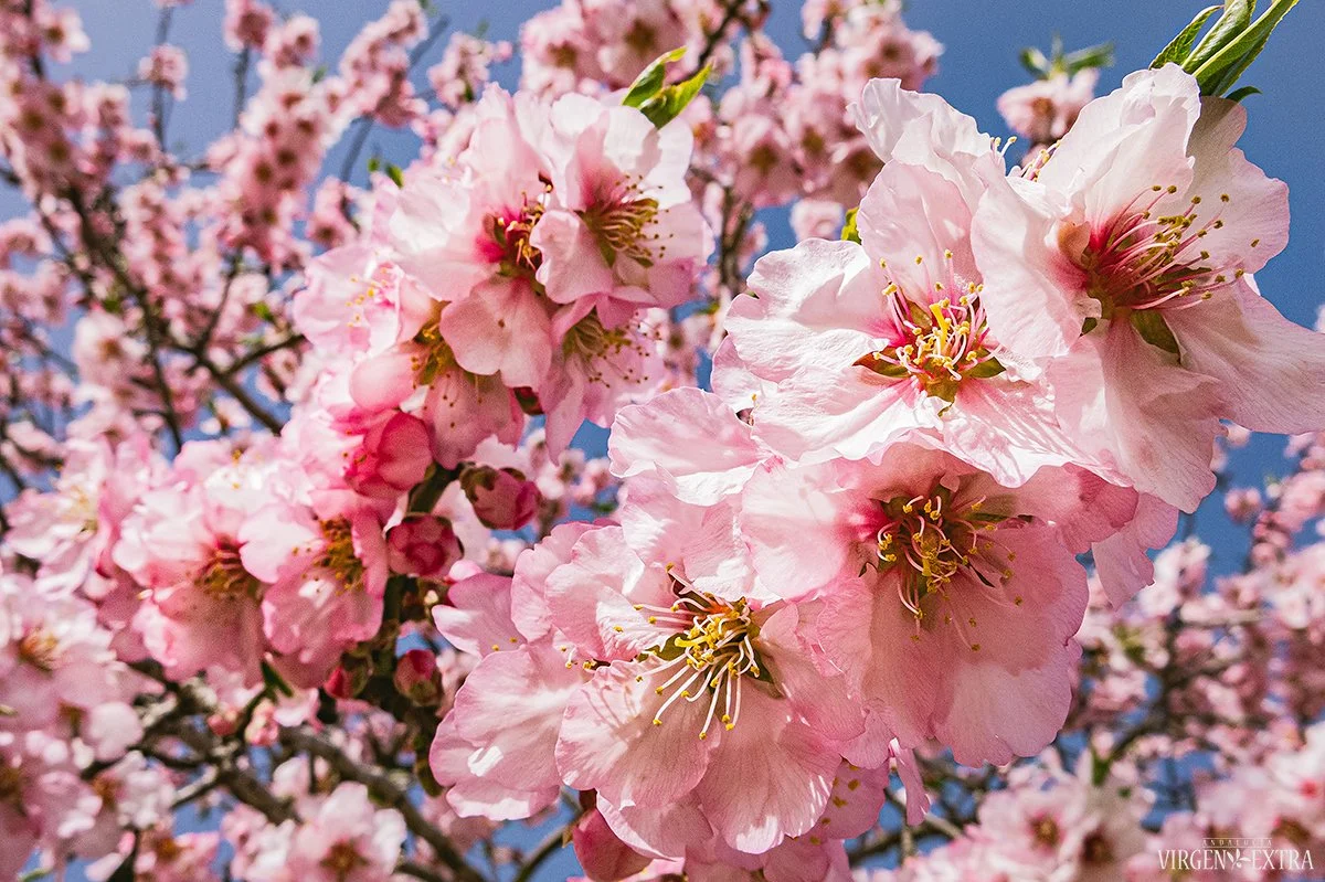 Žydi migdolai | Andalūzija. Virgen Extra