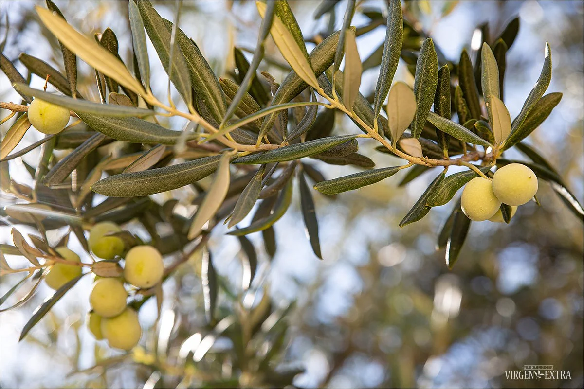 Arbequina alyvmedis | Andalūzija. Virgen Extra