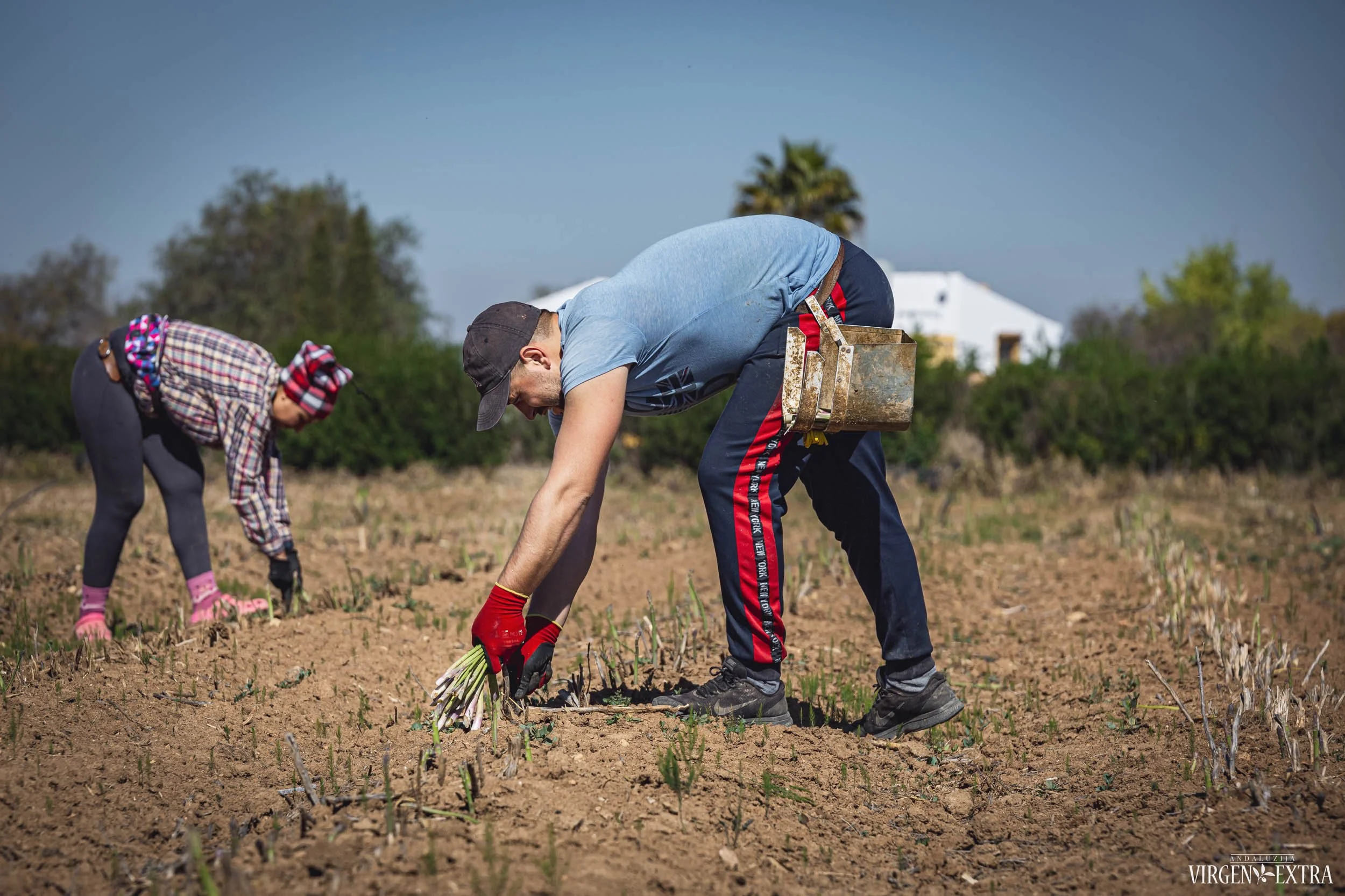 Šparagų nuėmimas | Andalūzija. Virgen Extra
