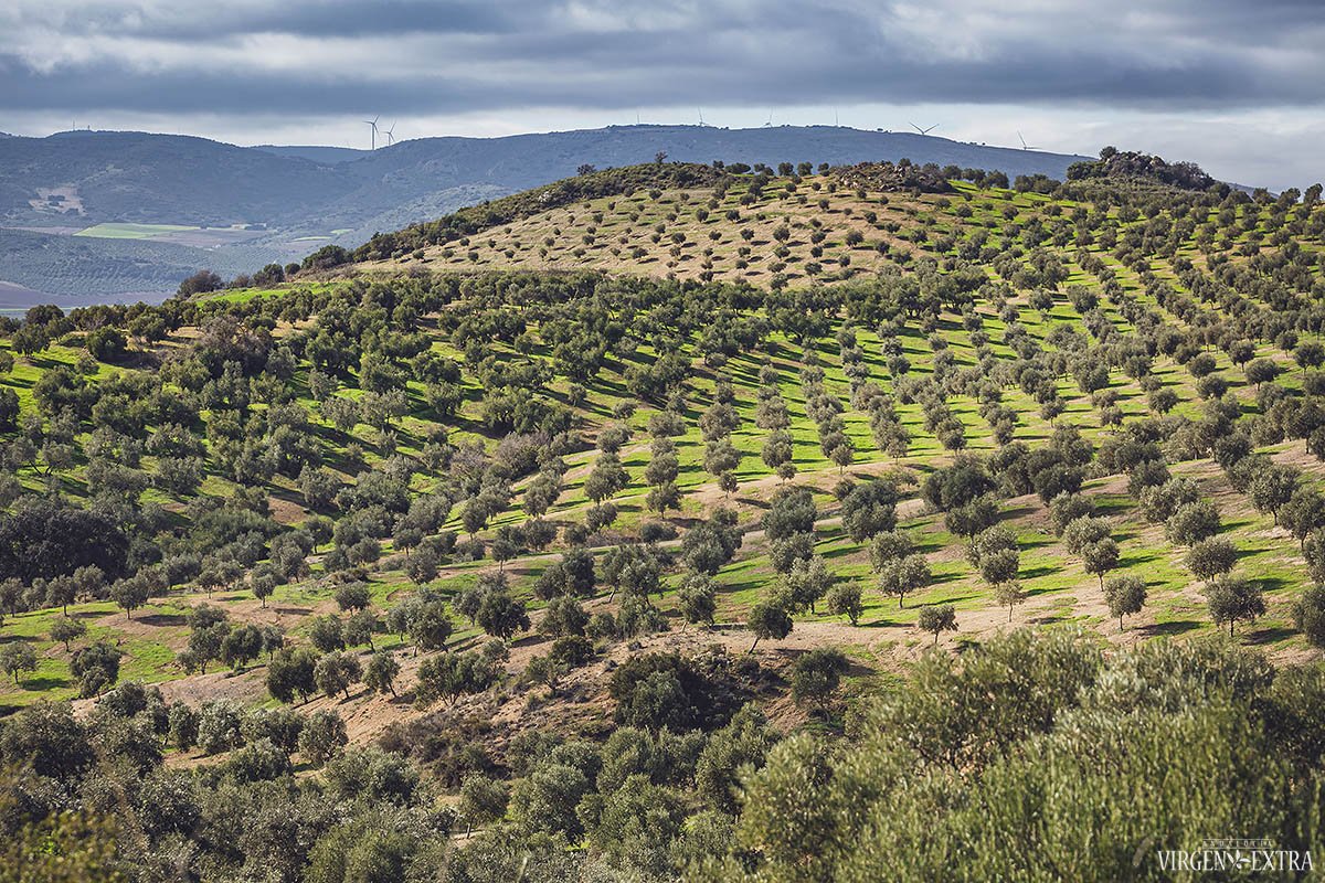 Arbequina alyvuogių giraitė | Andalūzija. Virgen Extra
