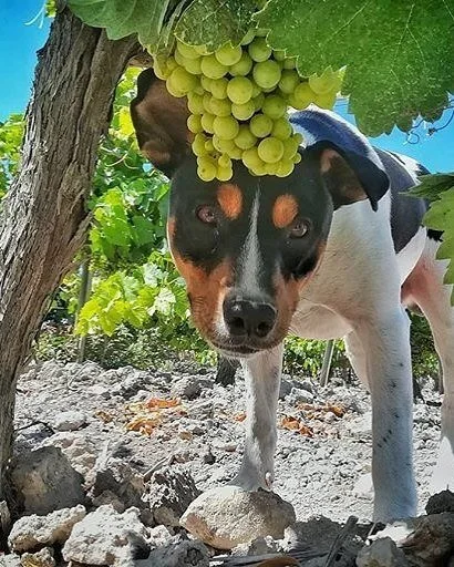 Ratonero Bodeguero Andaluz šuo