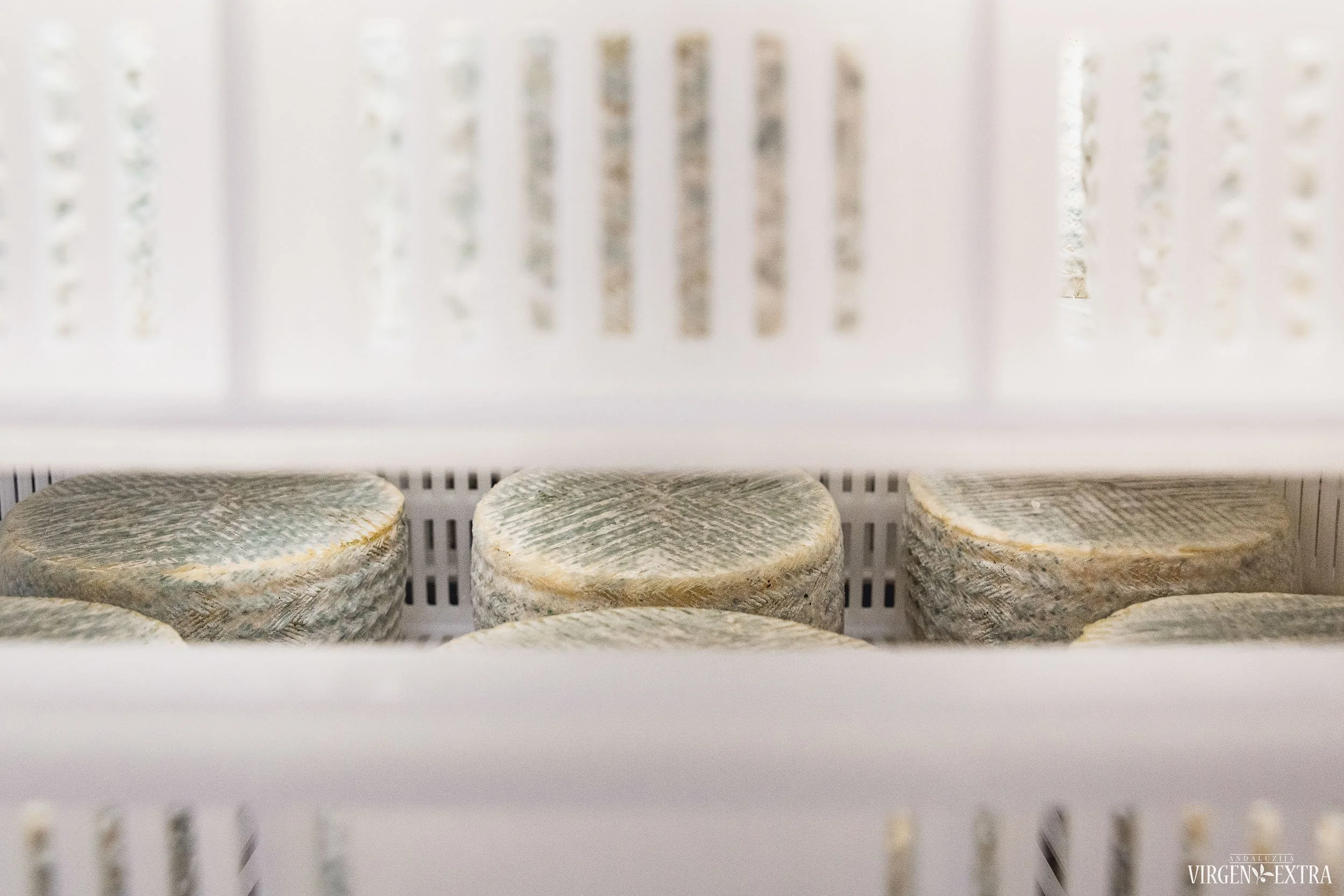 Ožkos sūris | Andalūzija. Virgen Extra