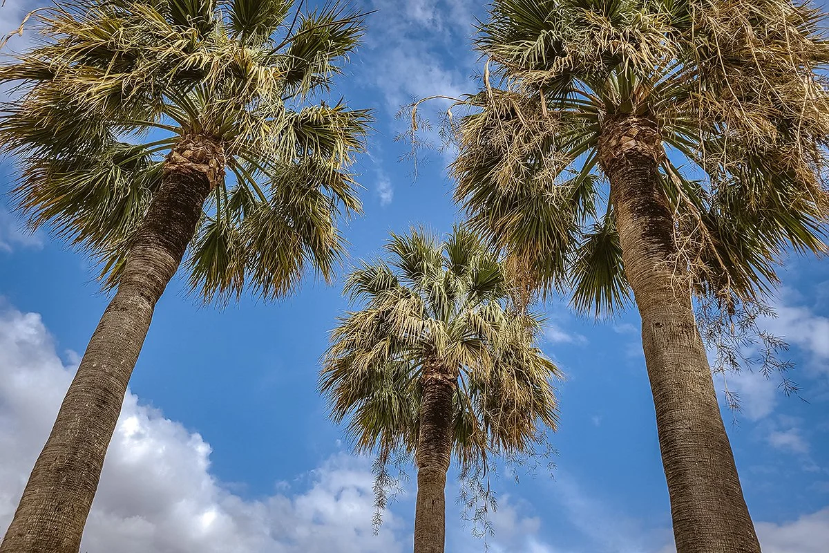 Palmės  | Andalūzija. Virgen Extra