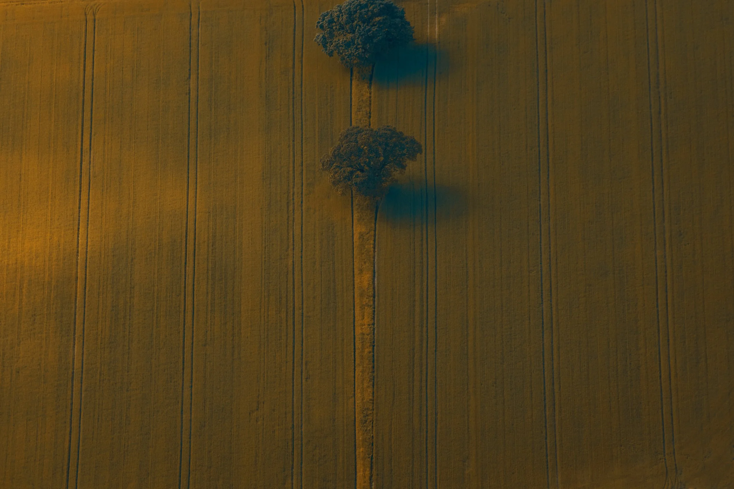 Aerial view of a field with two trees casting shadows on the ground.