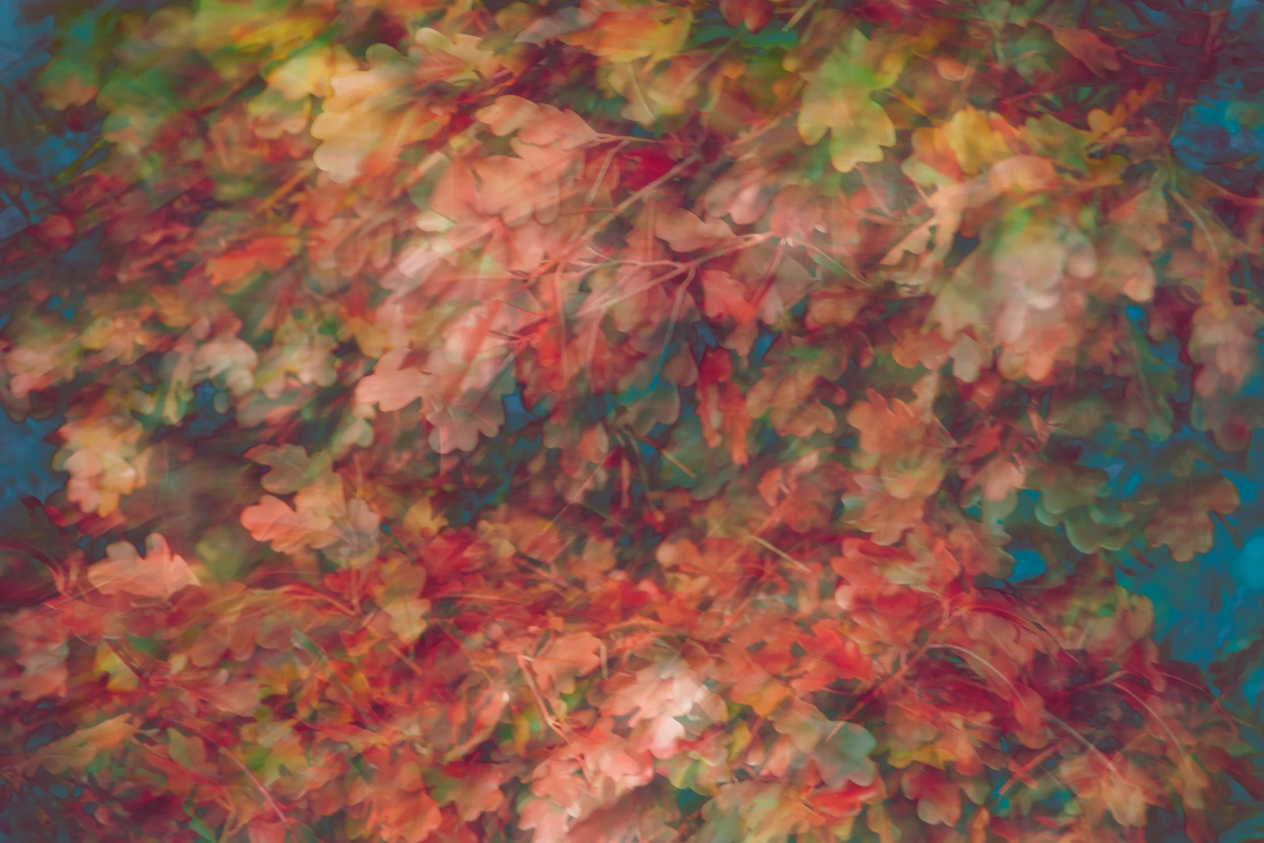 Blurred image of autumn leaves in red, orange, yellow, and green colors on branches with a blue sky background.