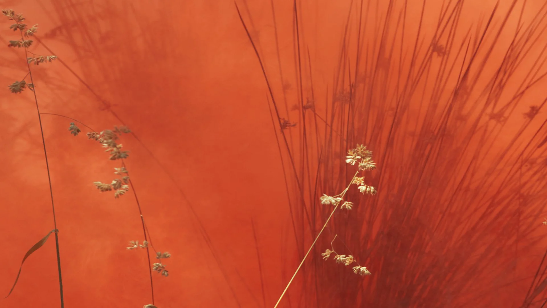 Close-up of dried grasses or small plants against an orange background with illuminated orange leaves or abstract pattern in the back.