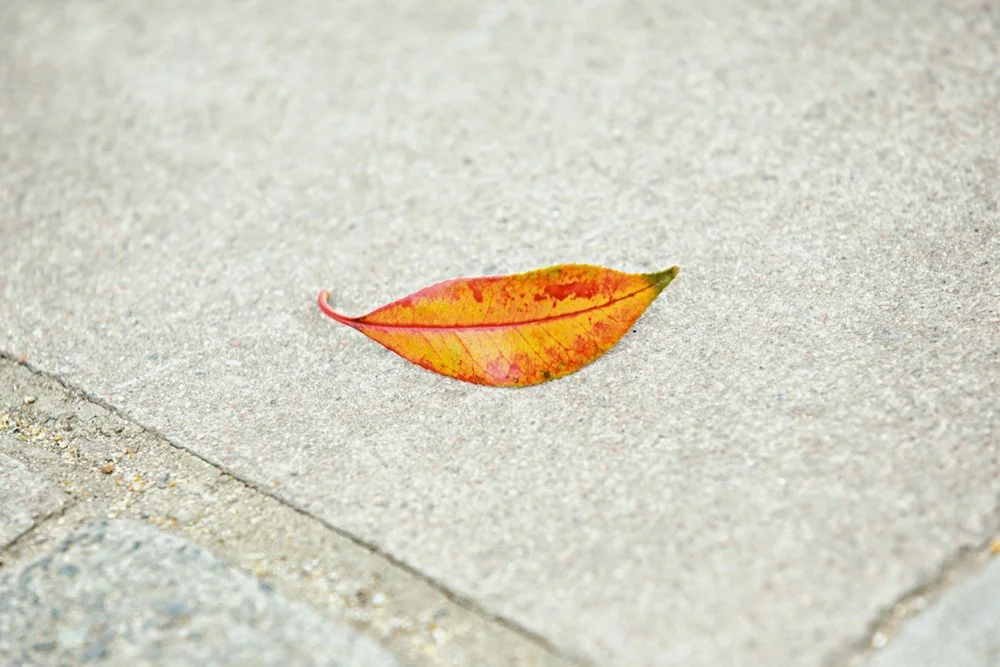 47.Matt_Stuart_Leaf+copy.jpeg