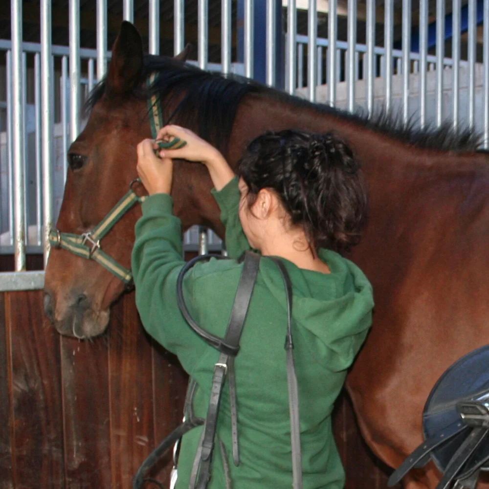 Horse Care — Scropton Horse Centre