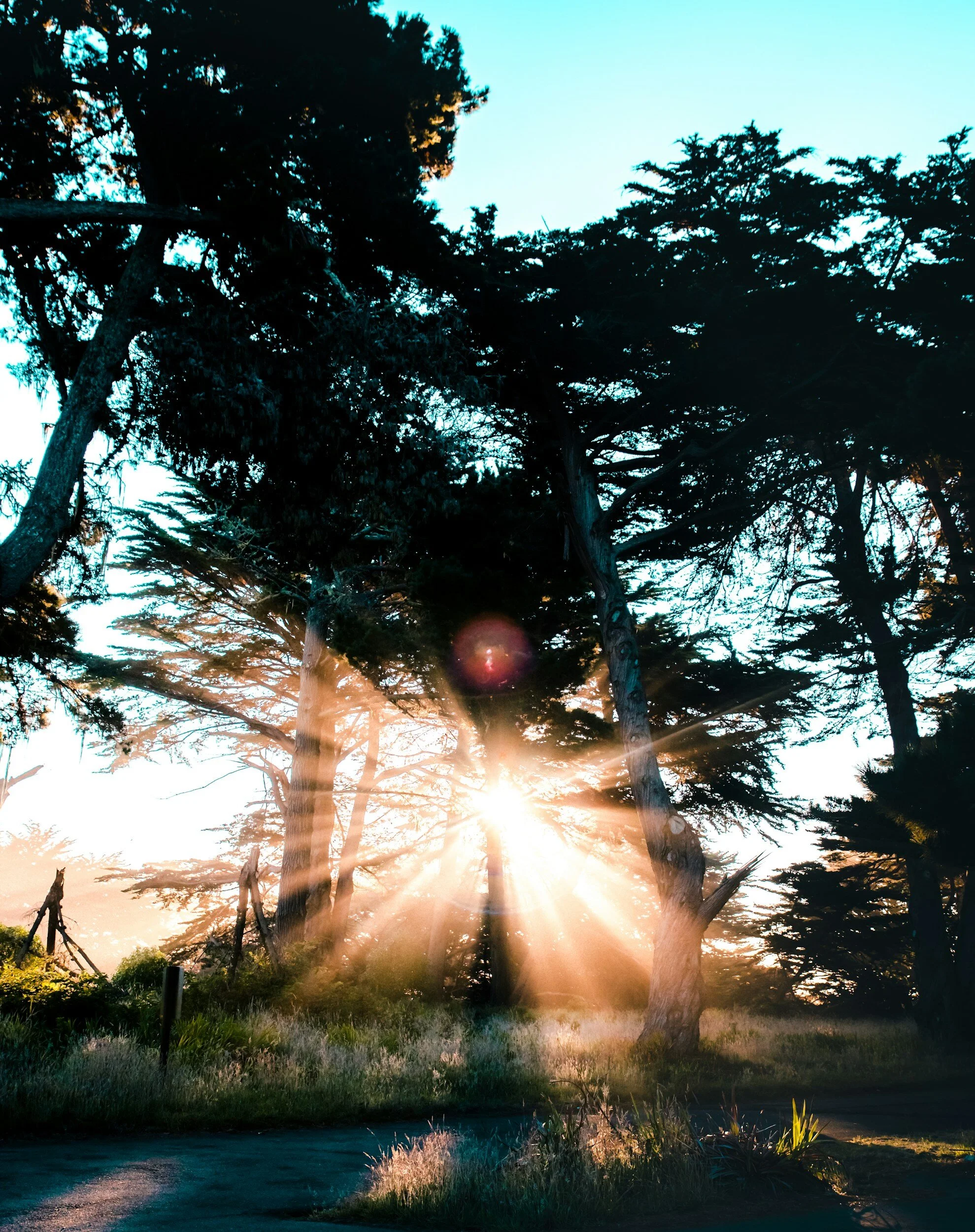 Sunset shining through tall trees in a forested area with grassy ground and dirt path, creating sunbeams and lens flare.