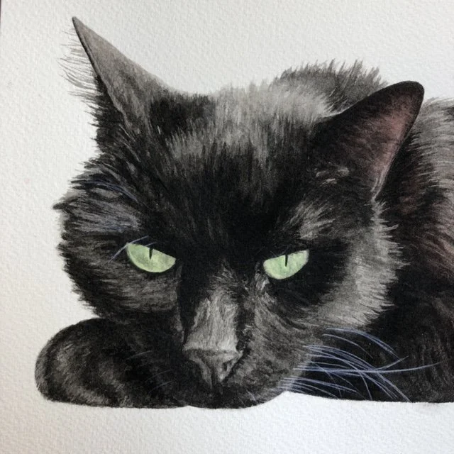 cat portrait closeup.jpg