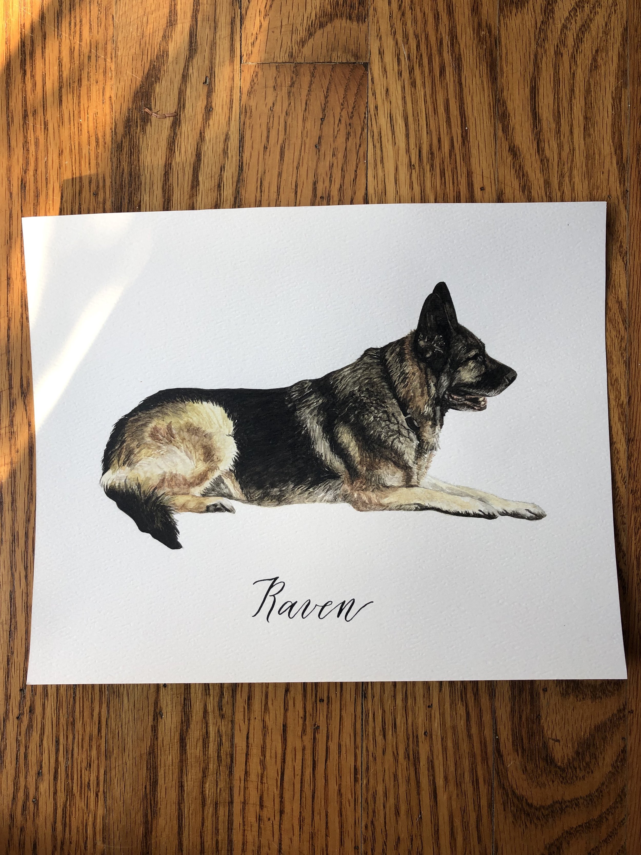 dog pet portrait.jpg