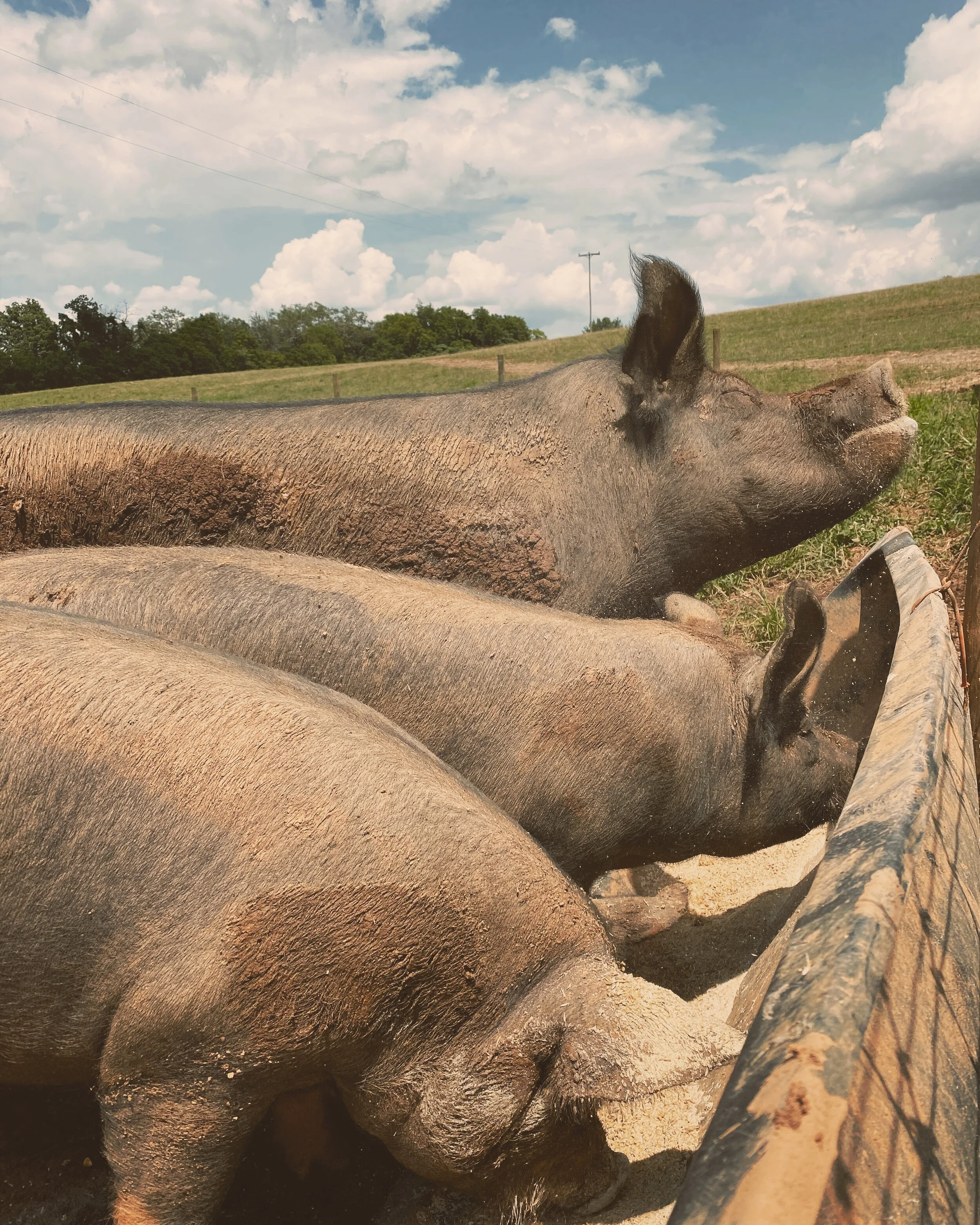 Millstream Farm — Wayfinder Holistics