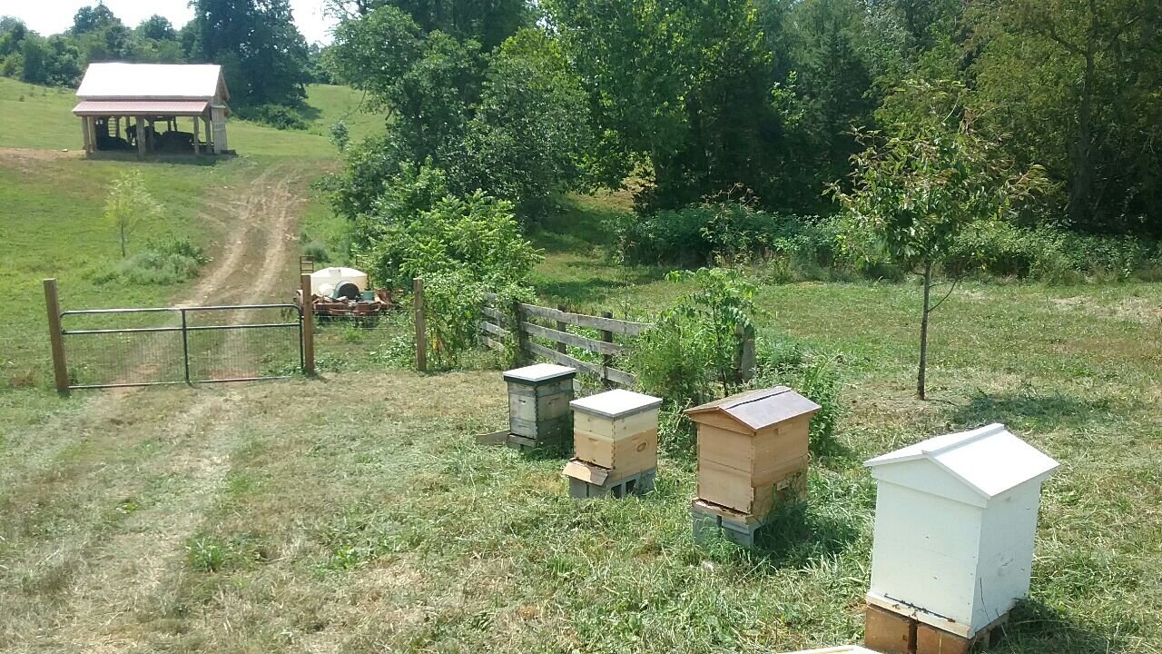 Beehive1.jpeg