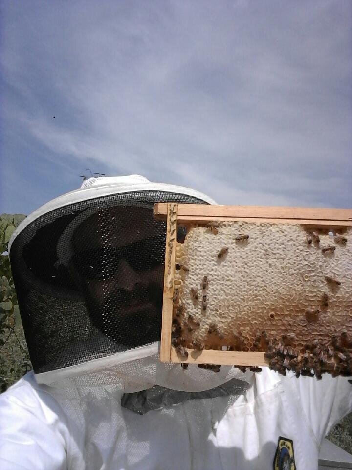 Beehives3.jpeg