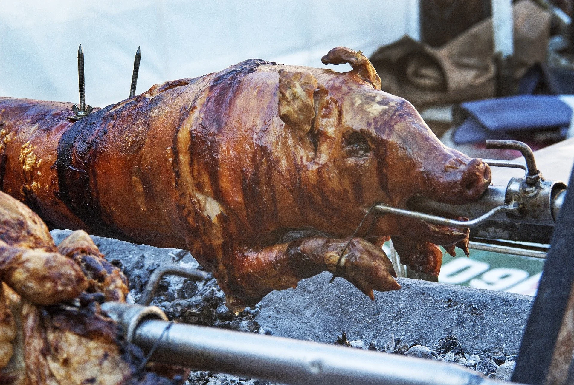 suckling-pig-3869602_1920.jpg