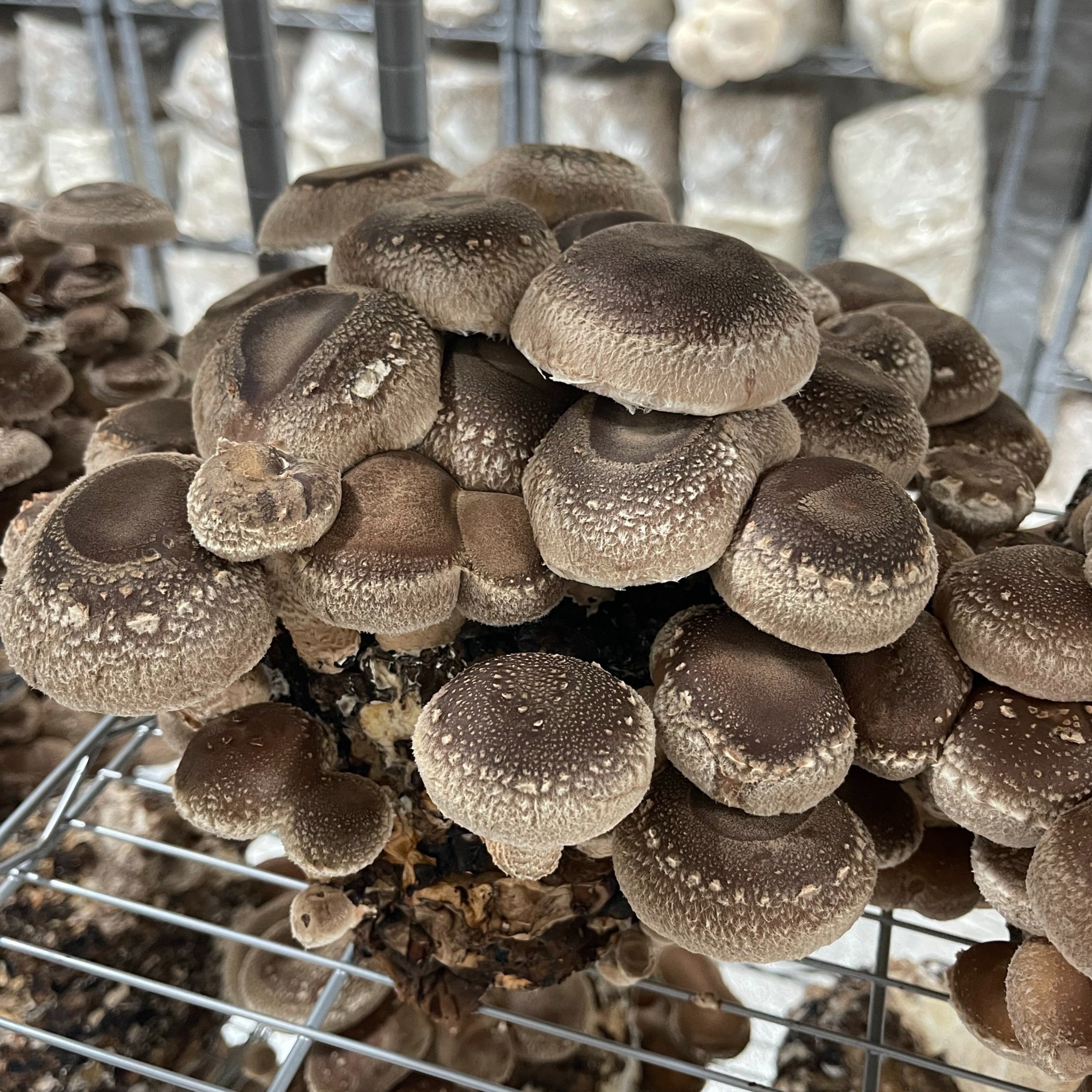 GillandSpore_Mushrooms_Shitake.jpg