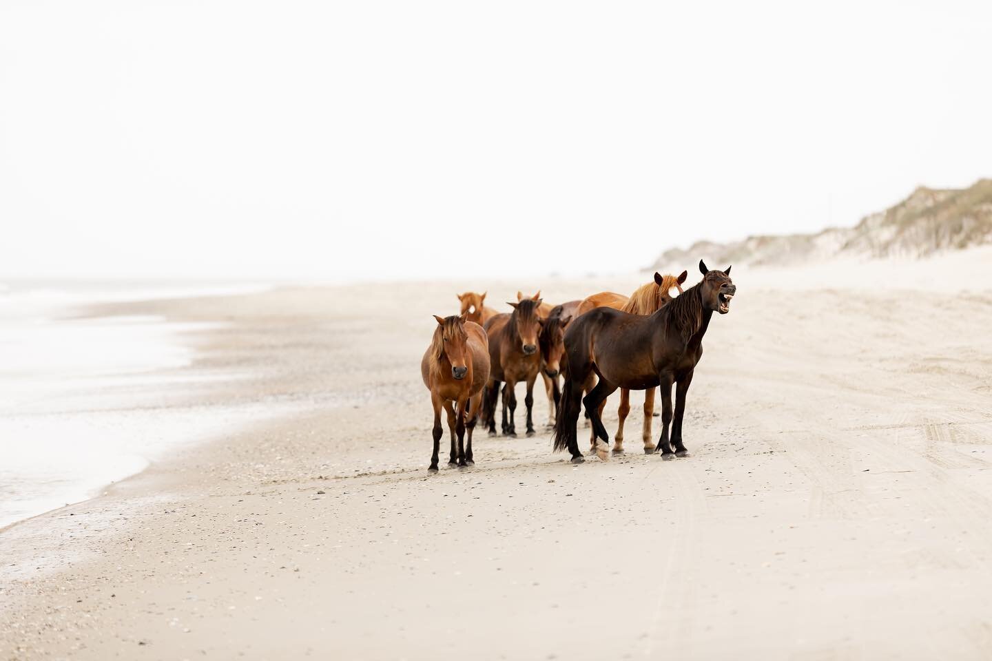 Taking it back to a really special moment in Corolla, NC where we got to see wild horses on the beach 🐴 #obx

The one on the far right cracks me up every time 😅