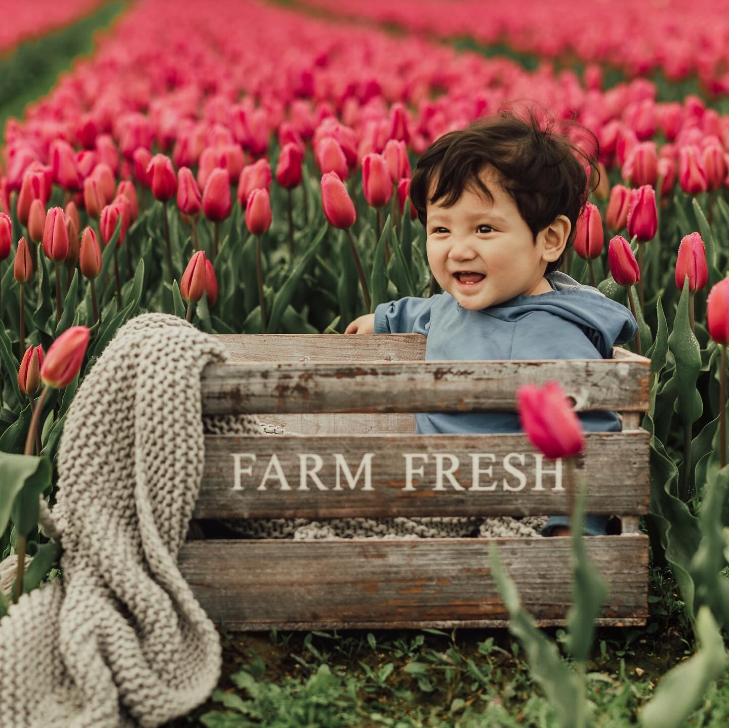 Little Levi enjoyed his first visit to the Skagit Valley tulip fields. 
#skagitvalleytulipfestival #tulipfields #mtvernonwa #skagitvalley #skagitfamilyphotographer #snohomishfamilyphotographer #whatcomfamilyphotographer #bellinghamfamilyphotographer 