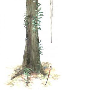 aquarela_012_piquia-300x300.jpg