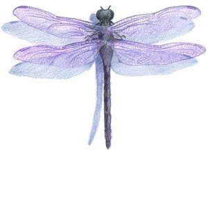 lapis_007_pescaria-300x300.jpg