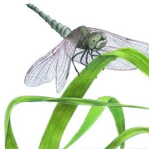 lapis_008_pescaria-300x300.jpg