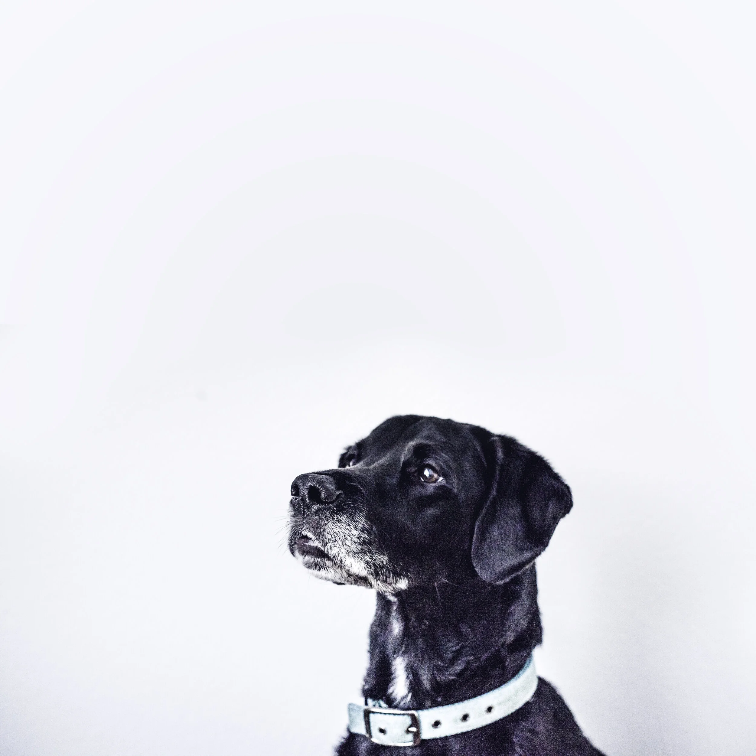 Fostering Hope Animal Rescue Foundation
