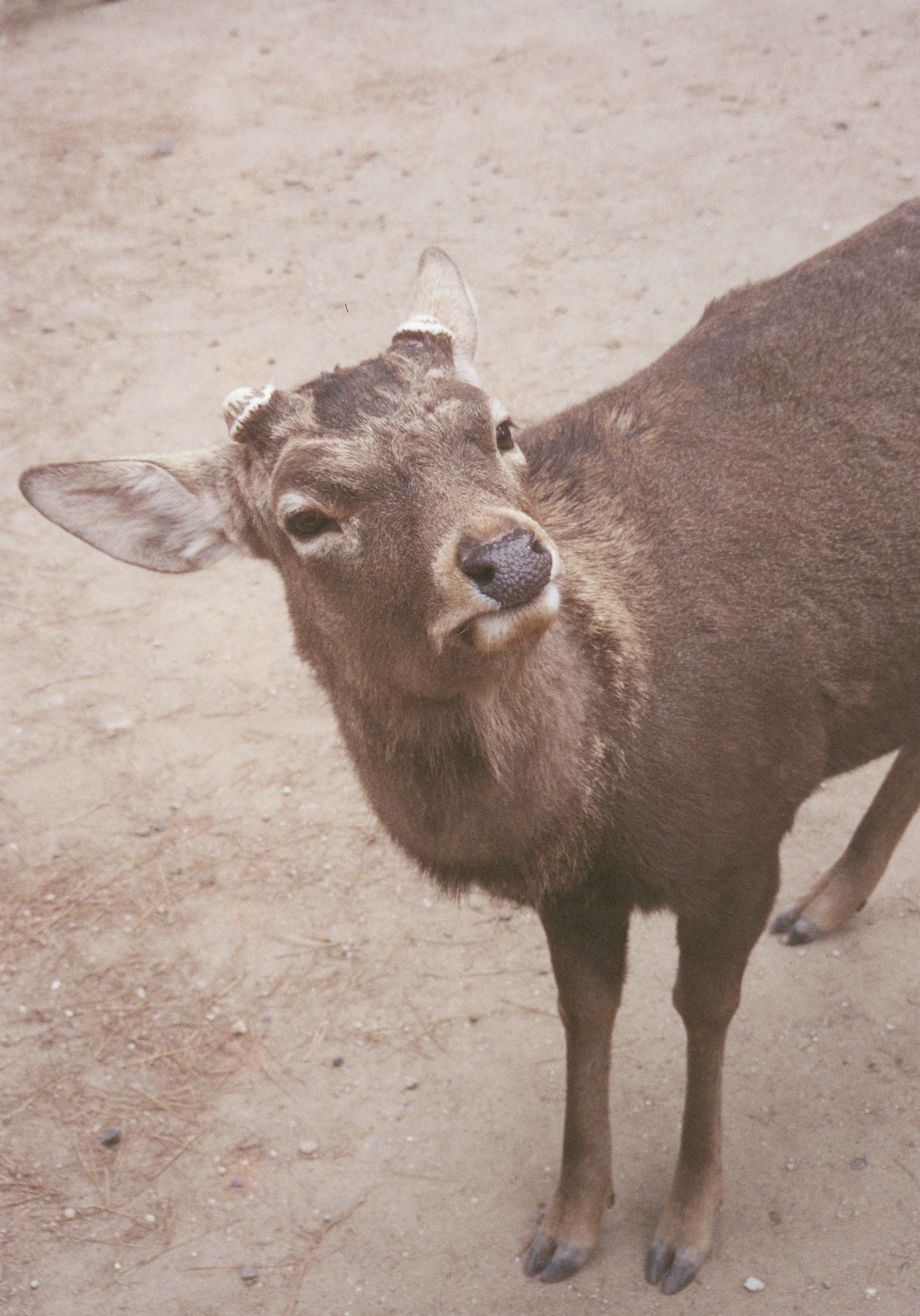 yulimaru-japan-2026-FILM_7971.JPG