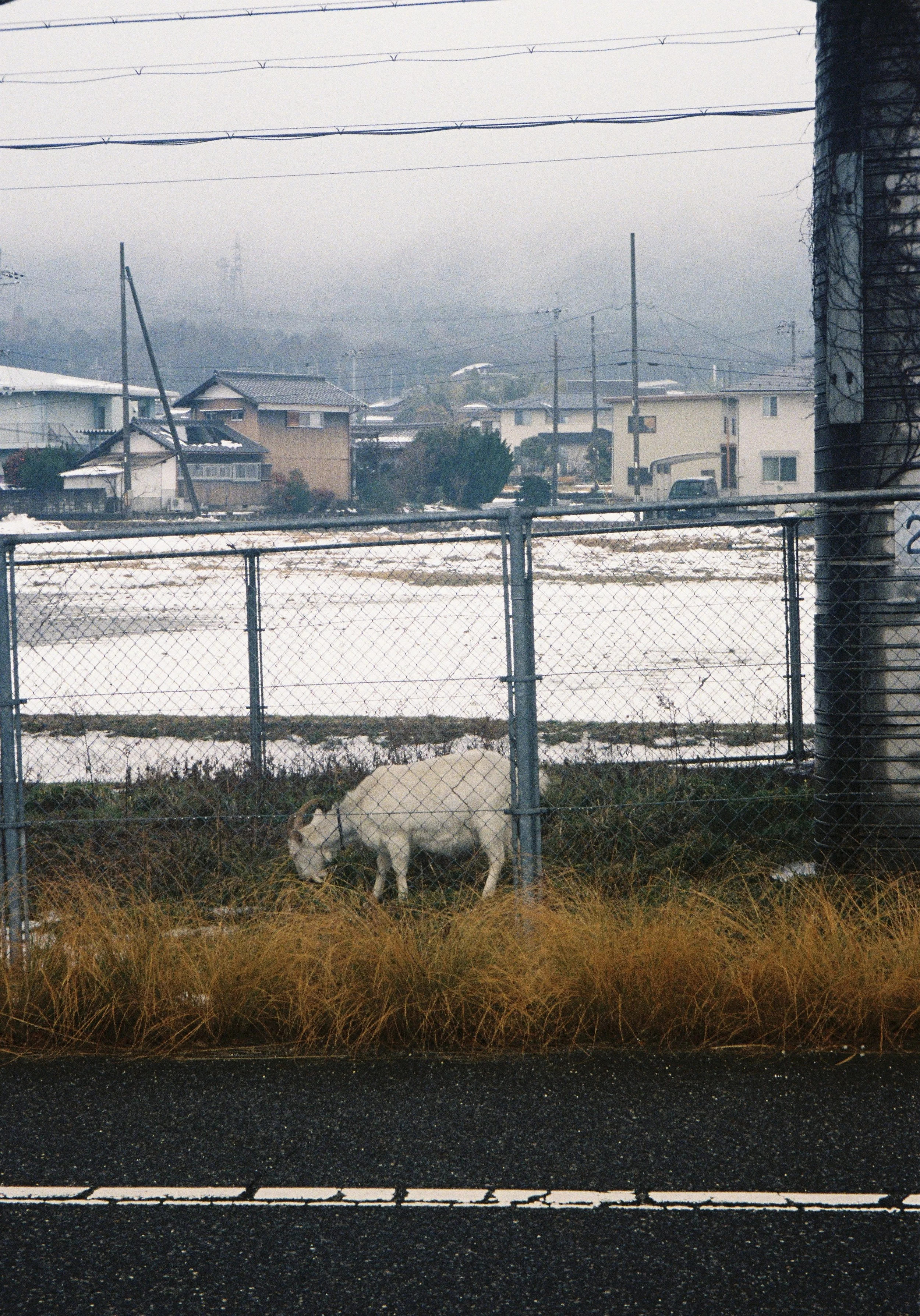 yulimaru-japan-2026-FILM_8664.JPG