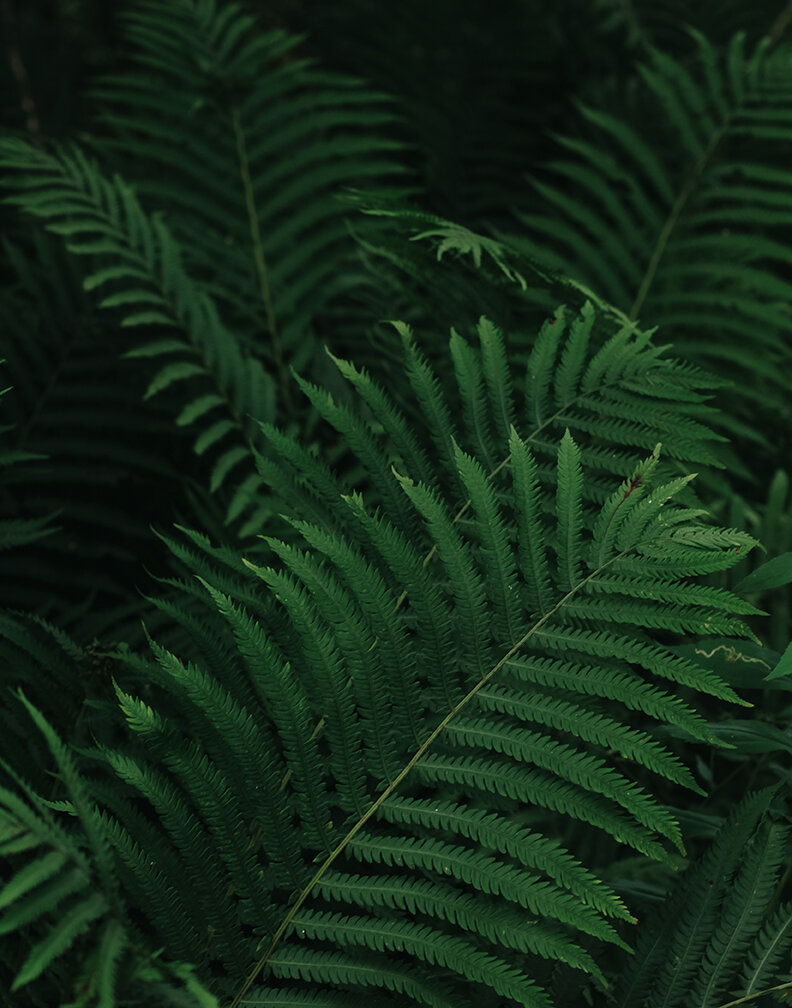 Belwoods Fern