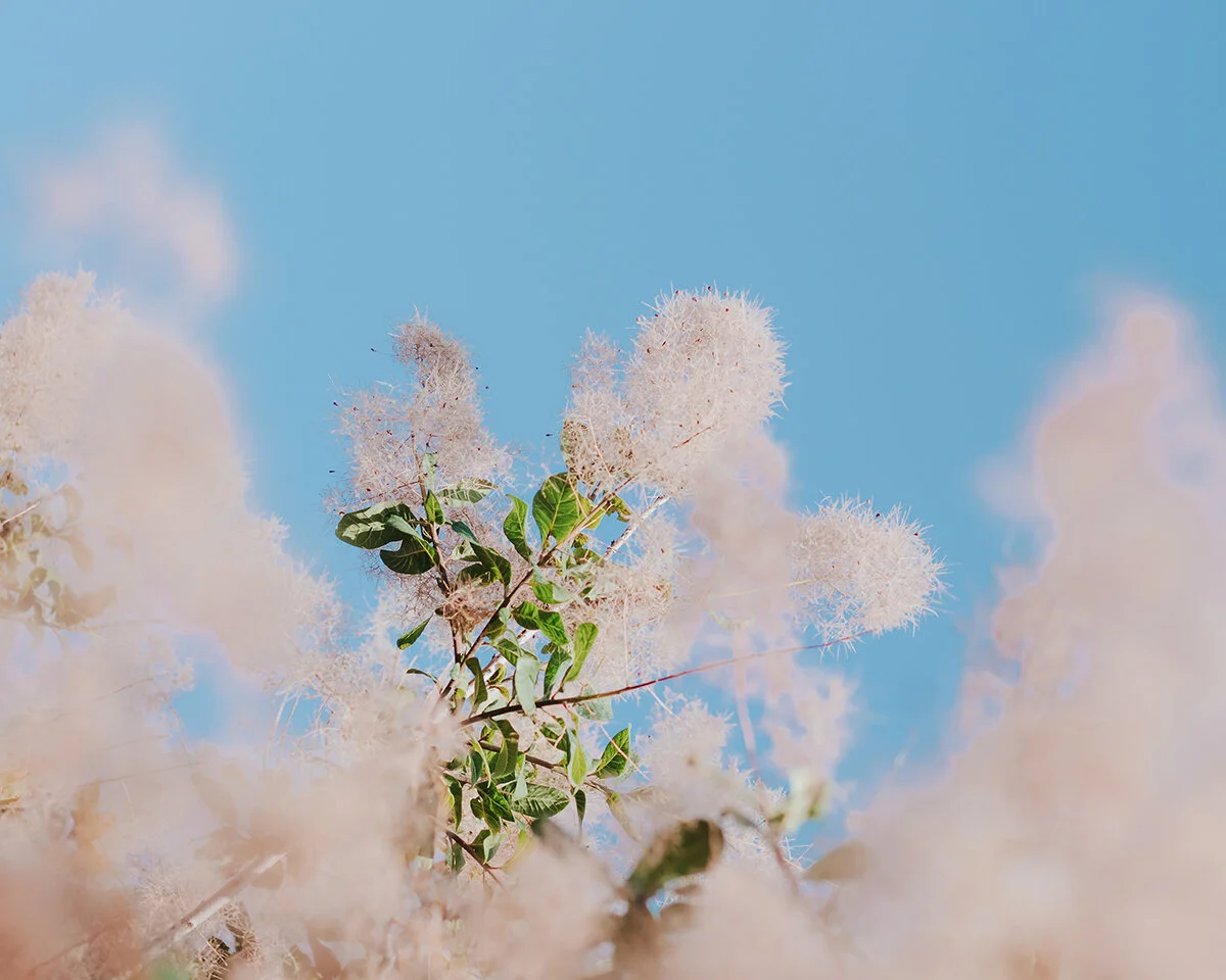 Aurora Smoke Bush 3