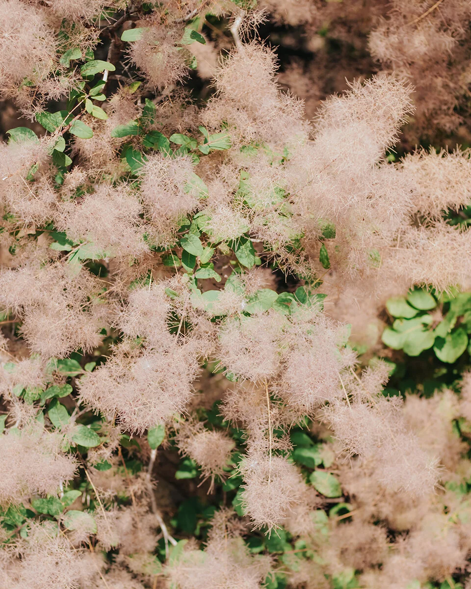 Aurora Smoke Bush 2
